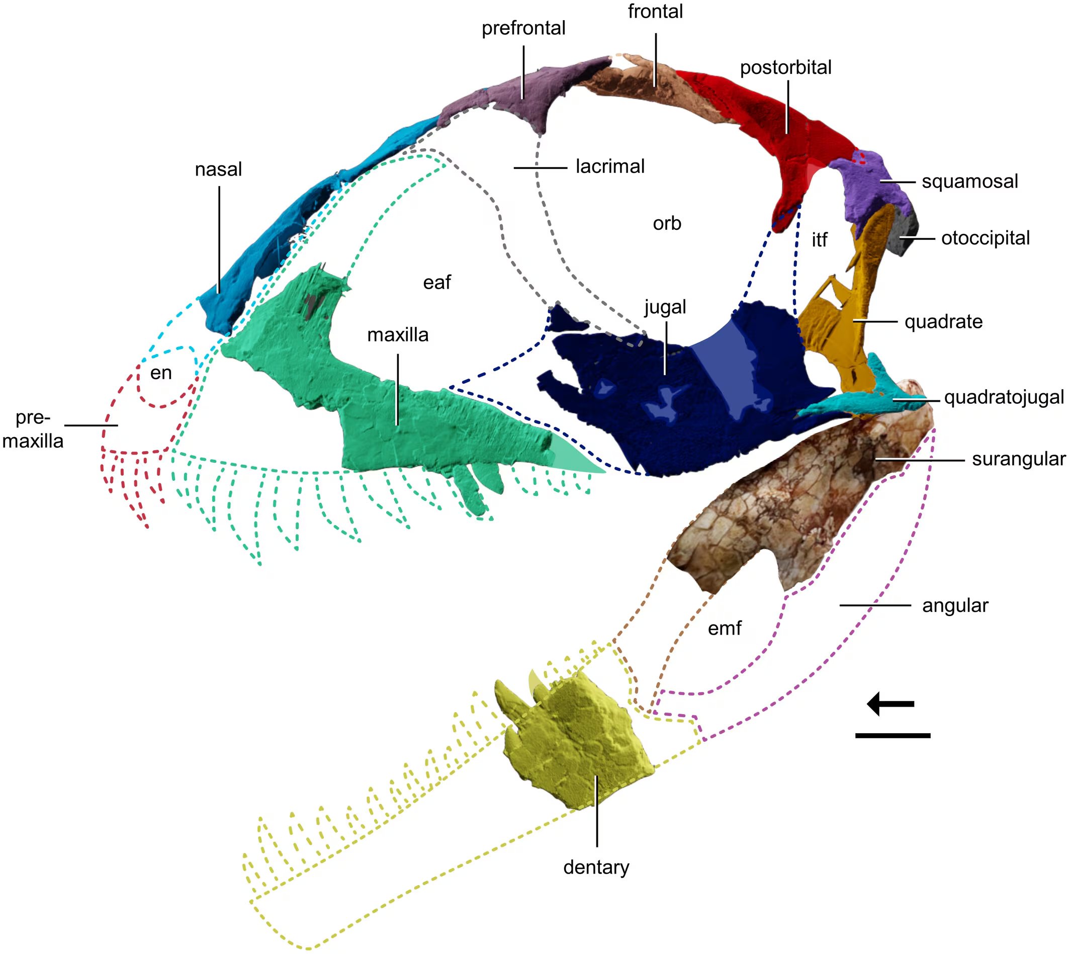 Reconstrucción digital del cráneo de Ptychotherates bucculentus. (Simba Srivastava)