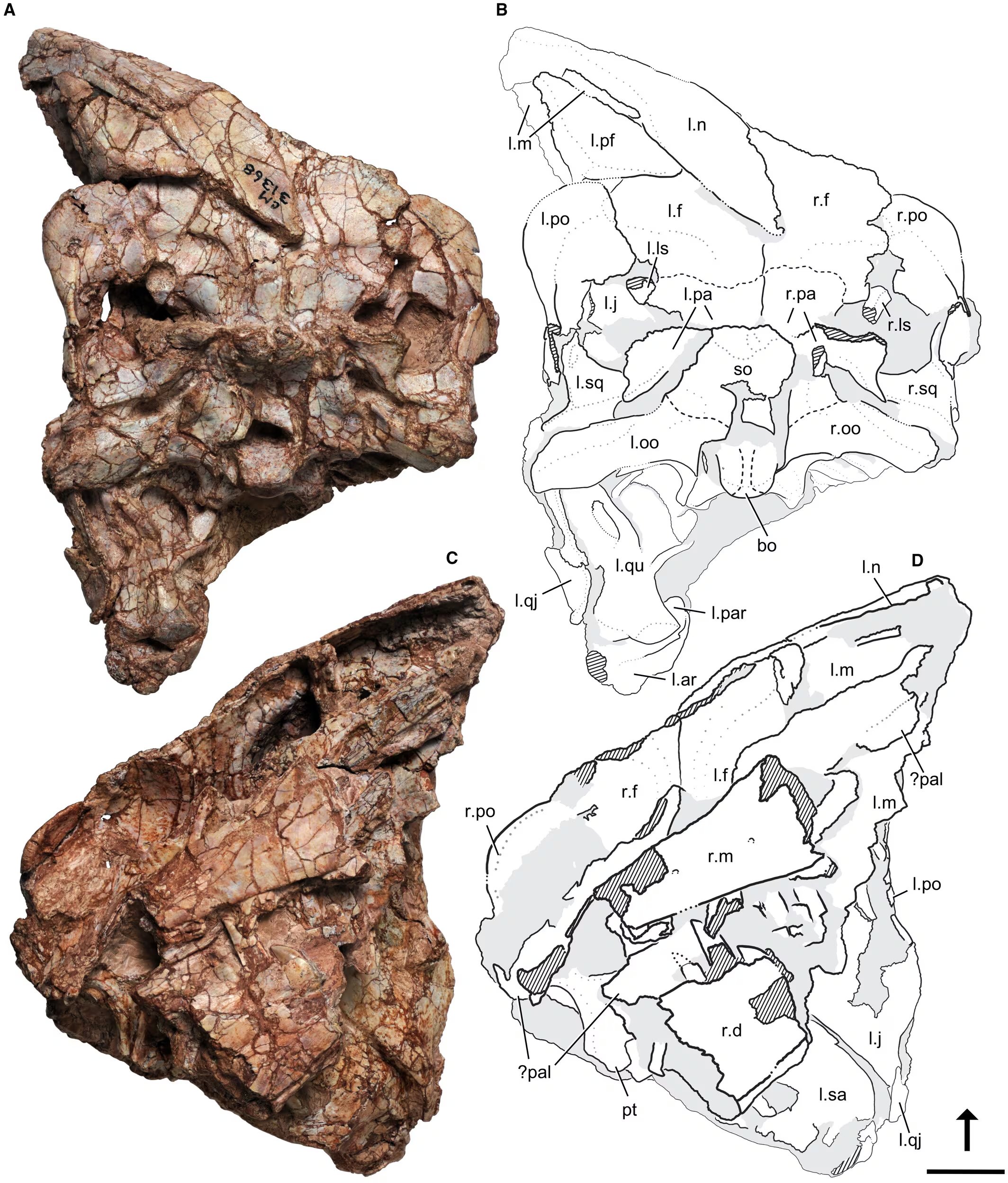 El cráneo holotipo de Ptychotherates bucculentus. (Simba Srivastava)