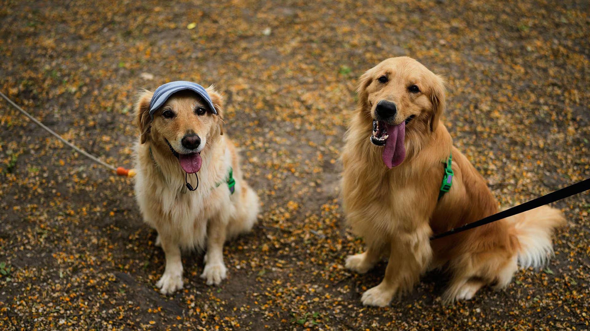 Doce de los 18 genes vinculados al comportamiento de los golden retrievers aparecen también ligados a rasgos psiquiátricos y cognitivos en personas (AP /Natacha Pisarenko)