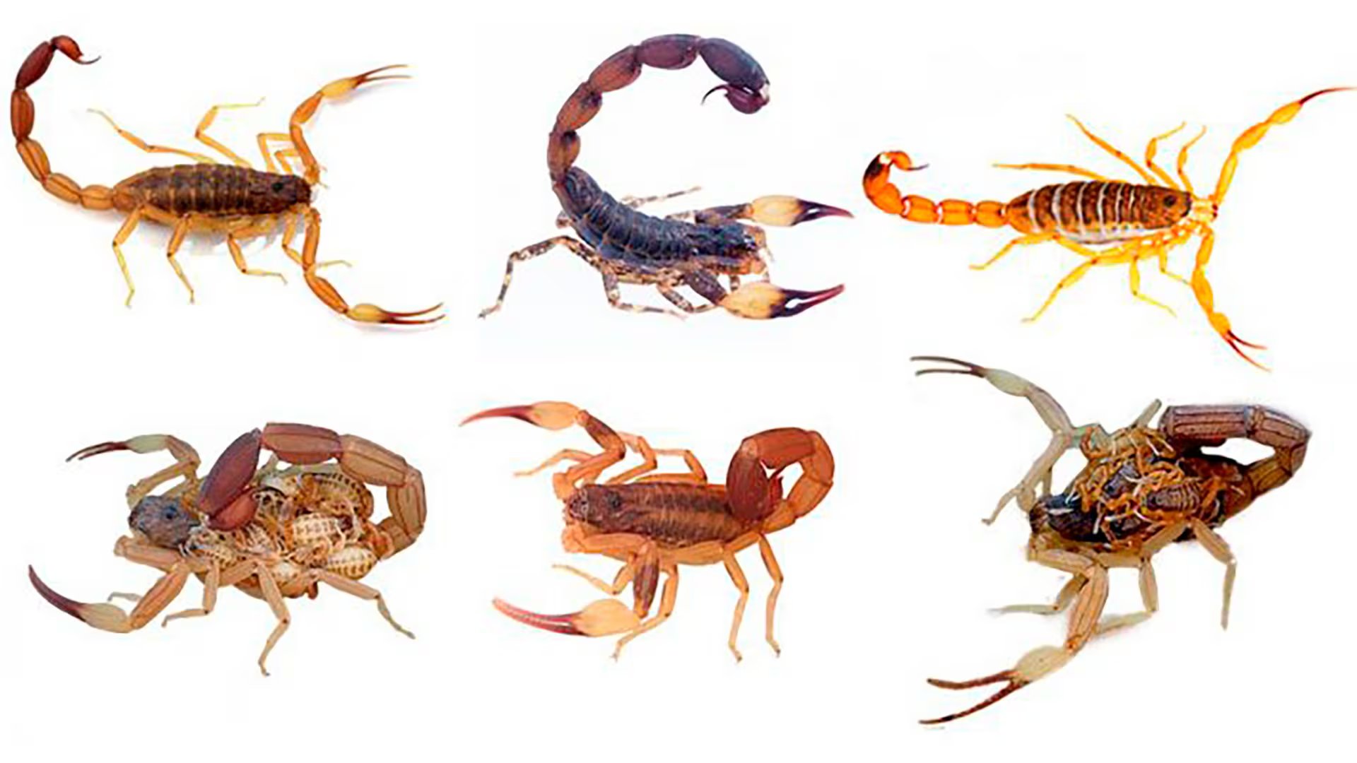 Los escorpiones y las arañas tienen un ancestro marino en común dentro de los quelicerados./Archivo CONICET