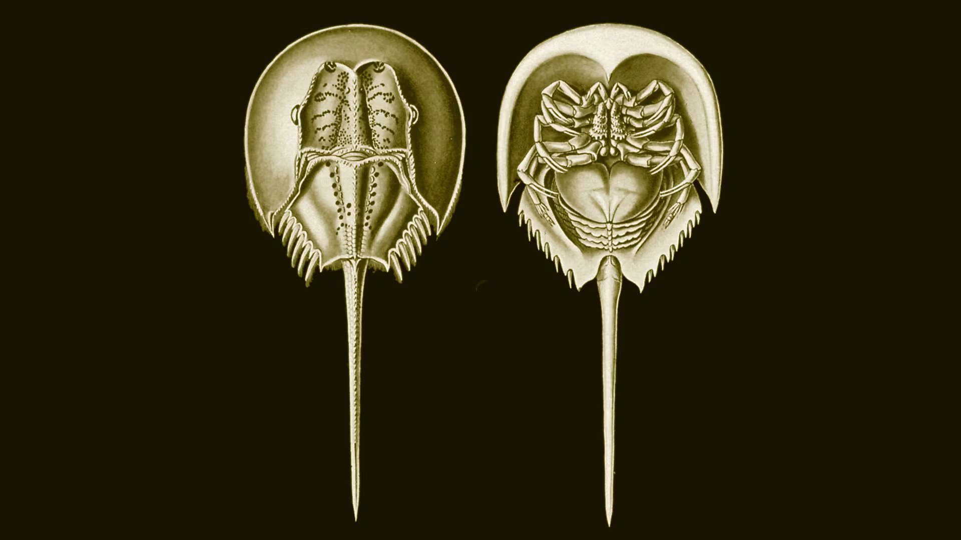 El hallazgo confirmó que el cangrejo herradura, un artrópodo marino con caparazón en forma de herradura, comparte un ancestro antiguo con las arañas y los escorpiones/Archivo Ernst Haeckel