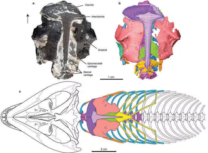 El fósil, preservado en condiciones excepcionales, permitió retroceder en casi 100 millones de años el registro más antiguo de proteínas fósiles (Crédito: Gentileza, estudio Mummified early Permian reptile reveals ancient amniote breathing apparatus, publicado en Nature)