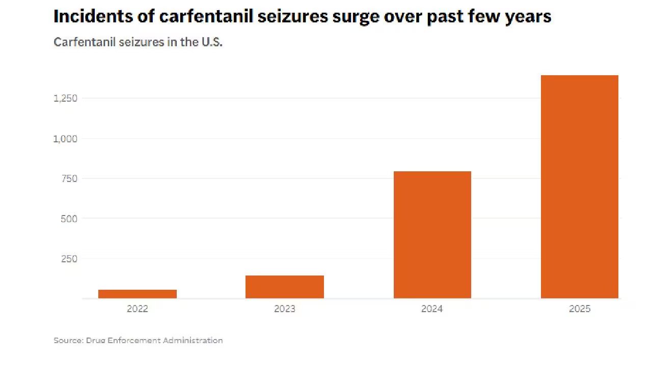 Este gráfico de barras muestra el significativo incremento en las incautaciones de carfentanilo en Estados Unidos entre 2022 y 2025, evidenciando una tendencia al alza (Source: Drug Enforcement Administration via AP )