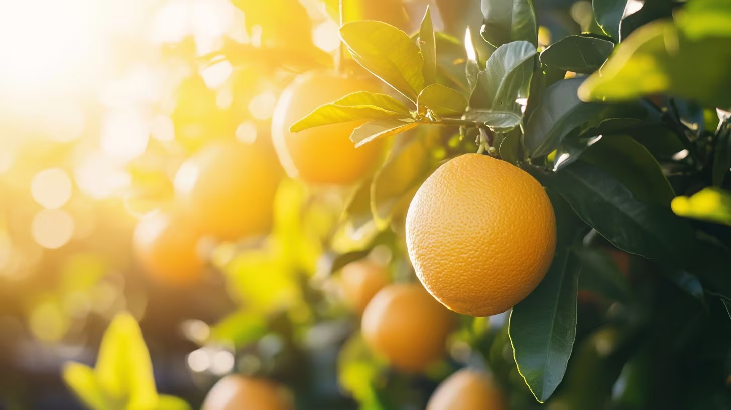 La poda periódica y la vigilancia temprana ante plagas y enfermedades son clave para mantener árboles frutales productivos y longevos en contenedor (Imagen Ilustrativa Infobae)