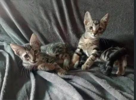 Dos gatitos de rayas marrones y grises aparecen en una imagen relacionada con el caso de crueldad animal en Recoleta, donde Adriel C.O. es el principal acusado.