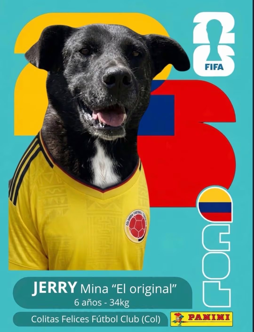 La campaña transforma la pasión por el Mundial en oportunidades para perros sin hogar - crédito fundacioncolitasfelices / Instagram