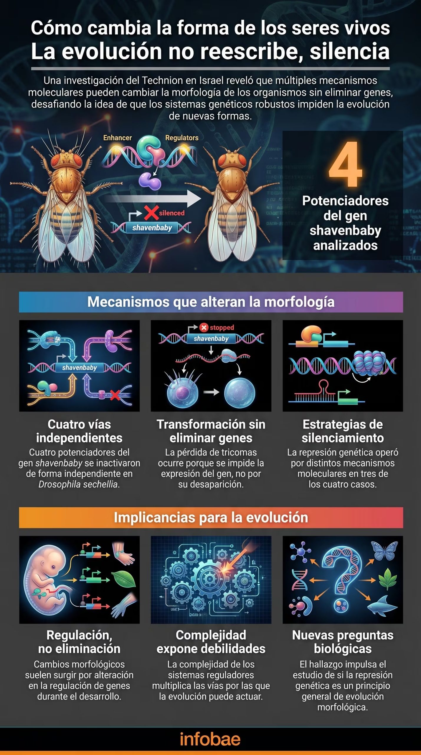 Esta infografía explica cómo la evolución modifica la morfología de los organismos mediante el silenciamiento de genes, desafiando la noción de que los sistemas genéticos robustos impiden el cambio (Imagen Ilustrativa Infobae)