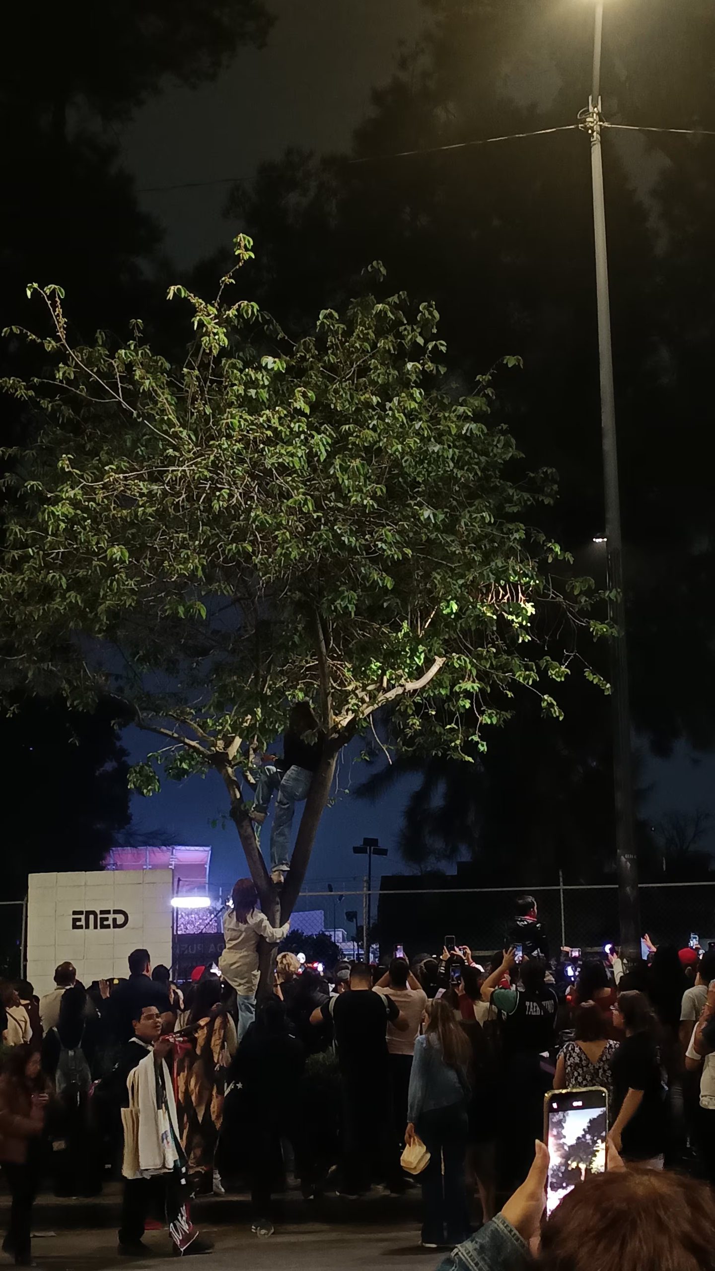 Multitud de fans de BTS se congrega en las afueras del Estadio GNP en la Ciudad de México, algunos incluso escalando árboles para obtener una mejor vista o capturar la emoción del evento K-Pop. (Mariana L. Martínez/Infobae México)