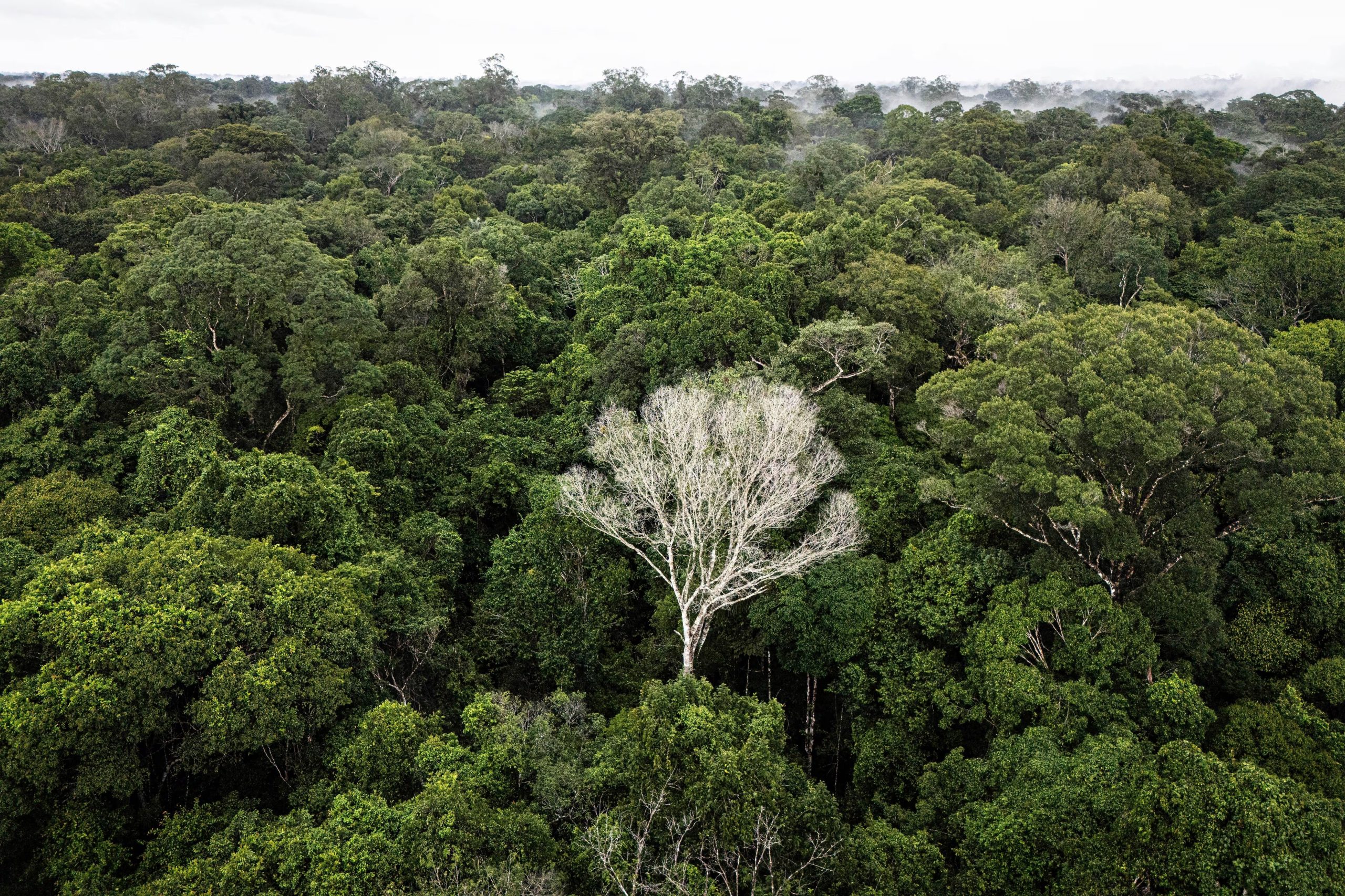 Brasil puso en marcha proyectos de restauración forestal en la Mata Atlántica, orientados a recuperar 15.000 hectáreas degradadas y crear miles de empleos (AP Foto/Jorge Saenz)