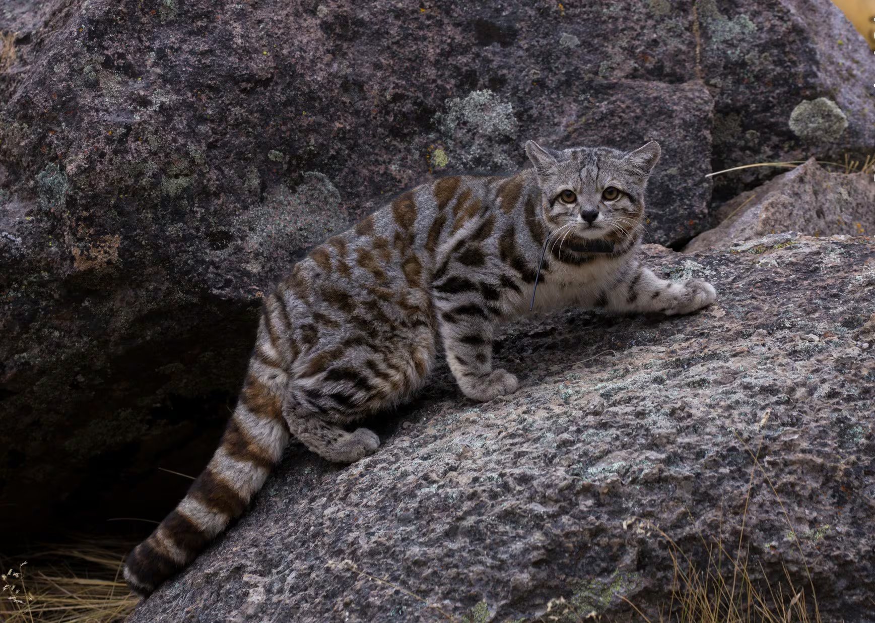 Las imágenes aportan datos clave sobre la distribución y persistencia del gato andino en el sur mendocino (WCS Argentina)