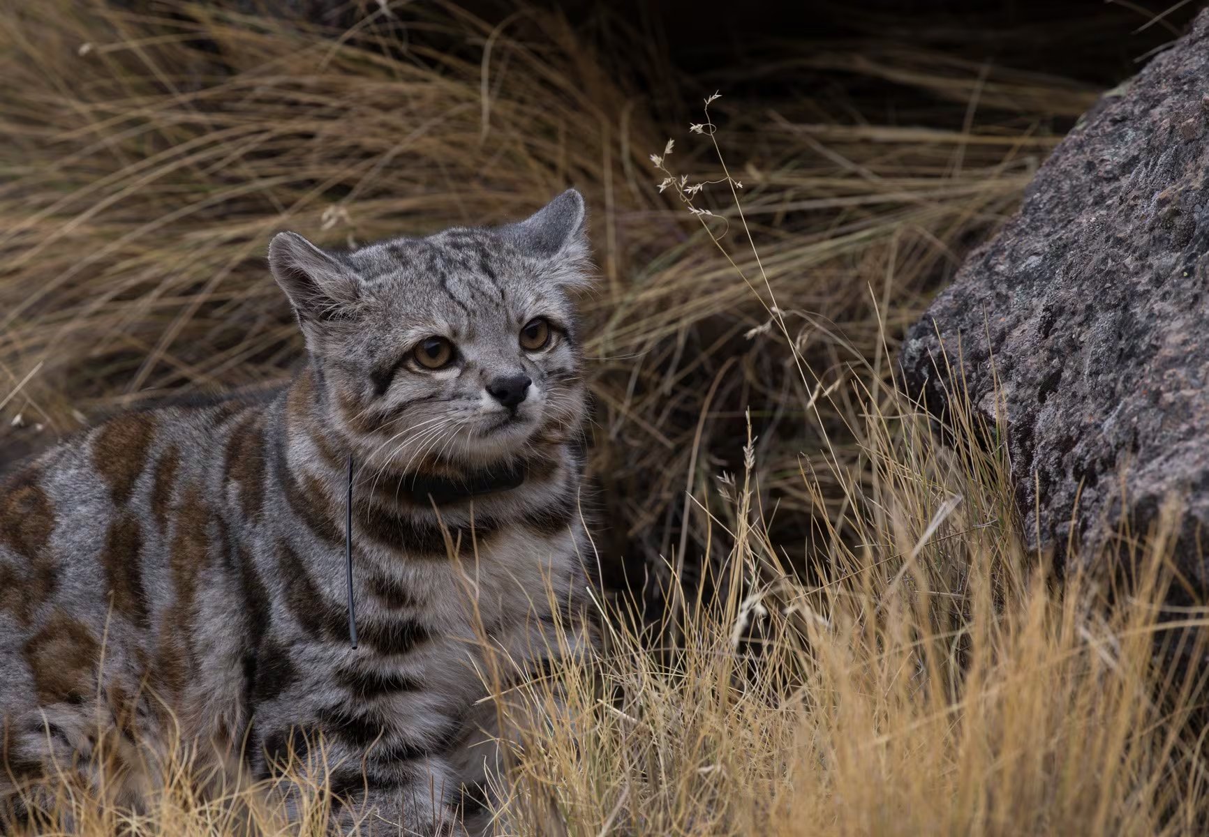 Existen menos de 2.200 ejemplares de gato andino distribuidos en Argentina, Bolivia, Chile y Perú (WCS Argentina)