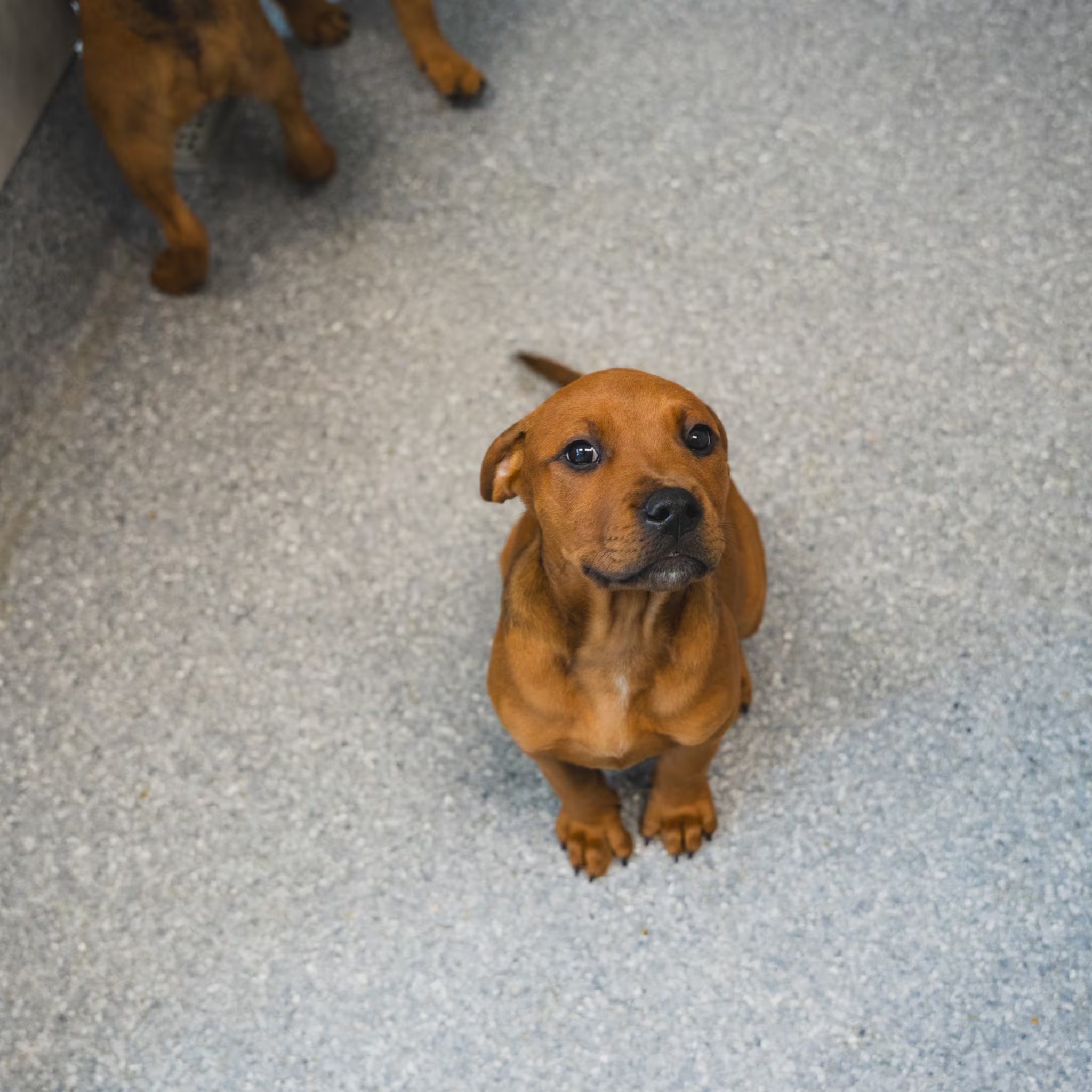 La Atlanta Humane Society rescató y trasladó 19 cachorros de un refugio destruido, sumando apoyo veterinario y campañas de adopción para animales desplazados. (Atlanta Humane Society/Facebook)