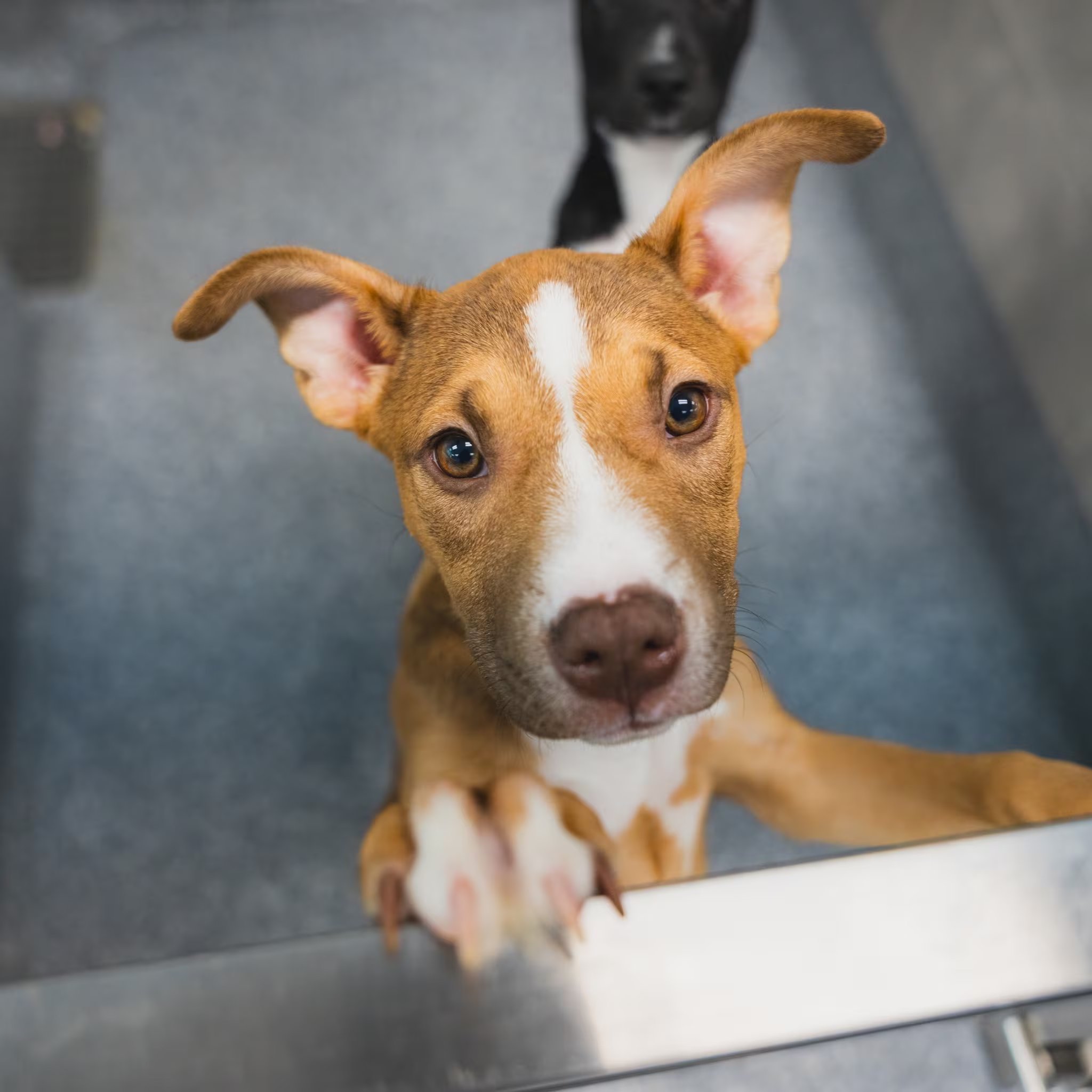 Las campañas de adopción, donación y voluntariado impulsadas por la Atlanta Humane Society buscan liberar espacio en refugios y apoyar a animales afectados por los incendios en Georgia. (Atlanta Humane Society/Facebook)