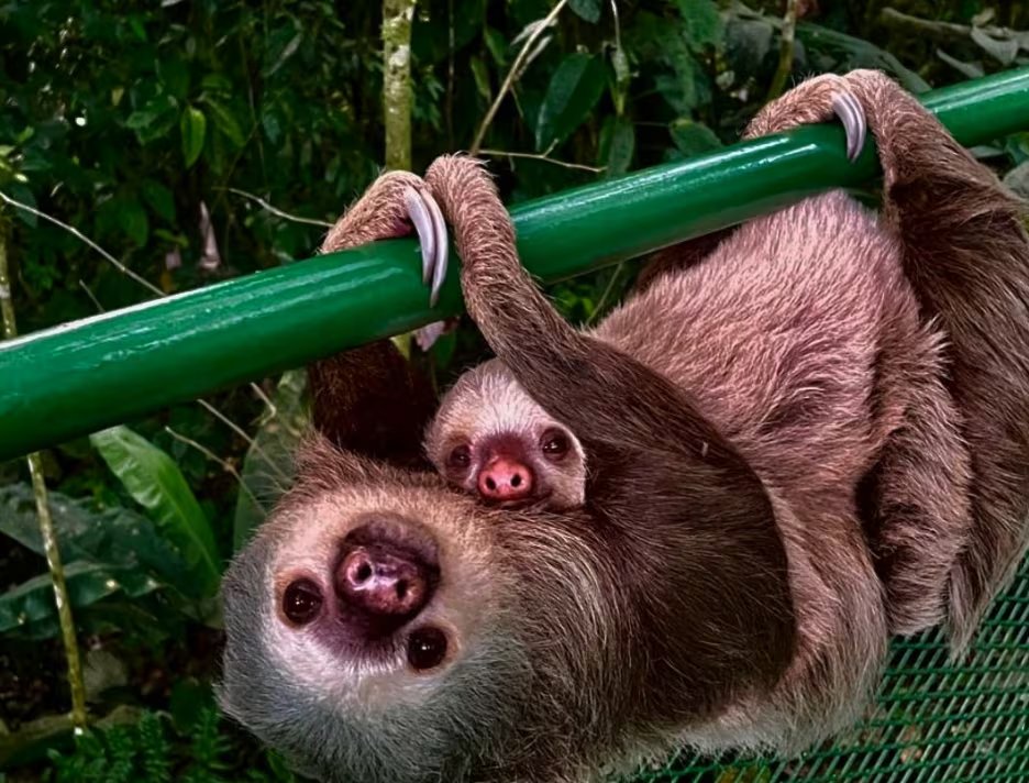 Visitantes pueden disfrutar de una variedad de biodiversidad en los alrededores de la catarata. Crédito: ADIFORT