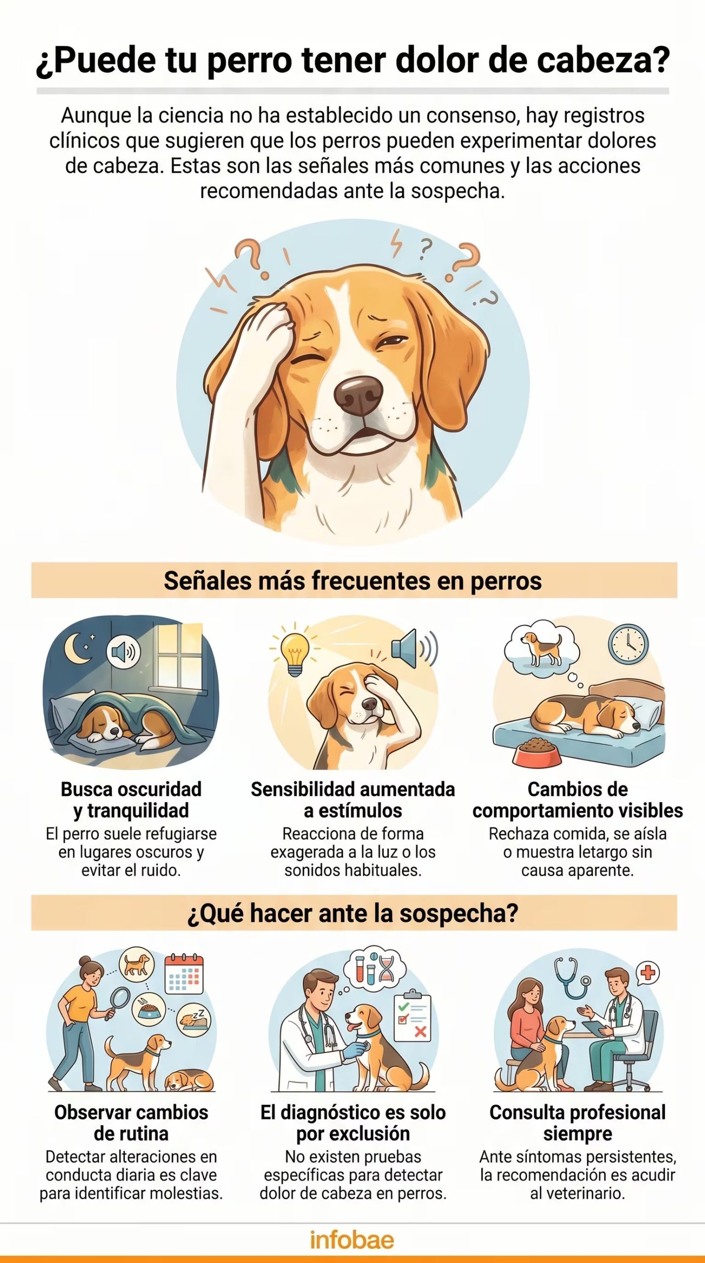 Cuáles son las señales más frecuentes de dolor de cabeza en perros, cómo se detecta y qué hacer ante la sospecha (Imagen Ilustrativa Infobae)
