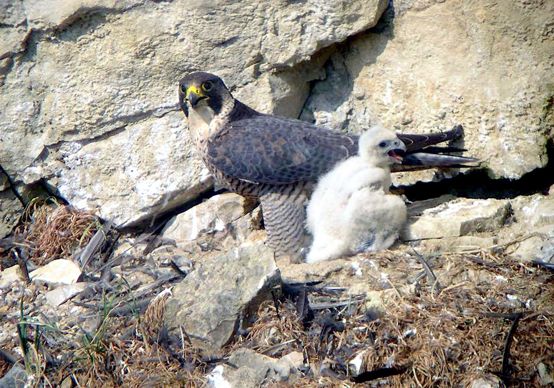 Los halcones peregrinos utilizan una estrategia de caza basada en geometría y velocidad para interceptar aves con reflejos evasivos