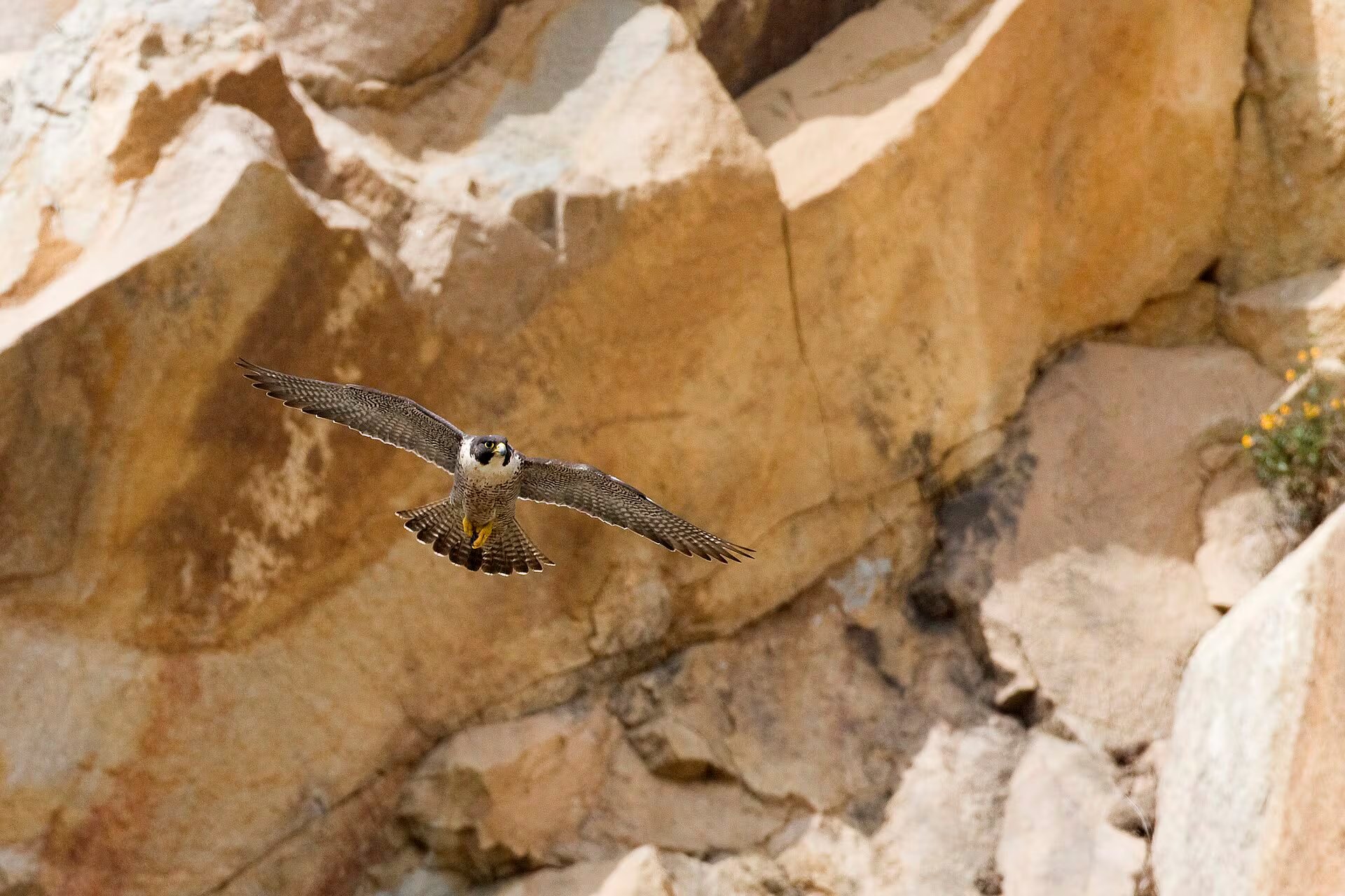 El vuelo en picada del halcón peregrino involucra ajustes milimétricos de postura y alas para maximizar la velocidad y la precisión