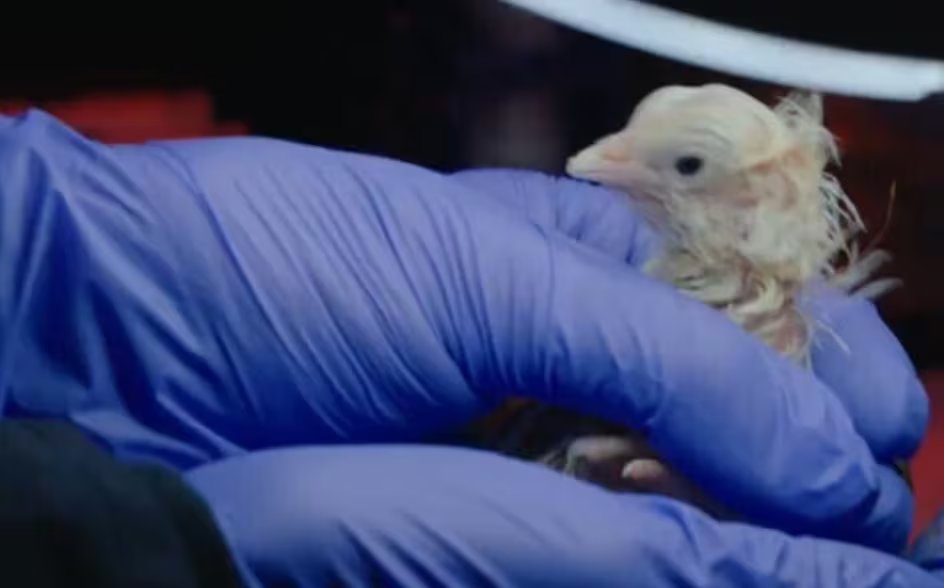 Científicos destacan que la edición genética sigue siendo el principal reto para revivir especies extintas como el dodo o el moa gigante (Colossal Biosciences)

