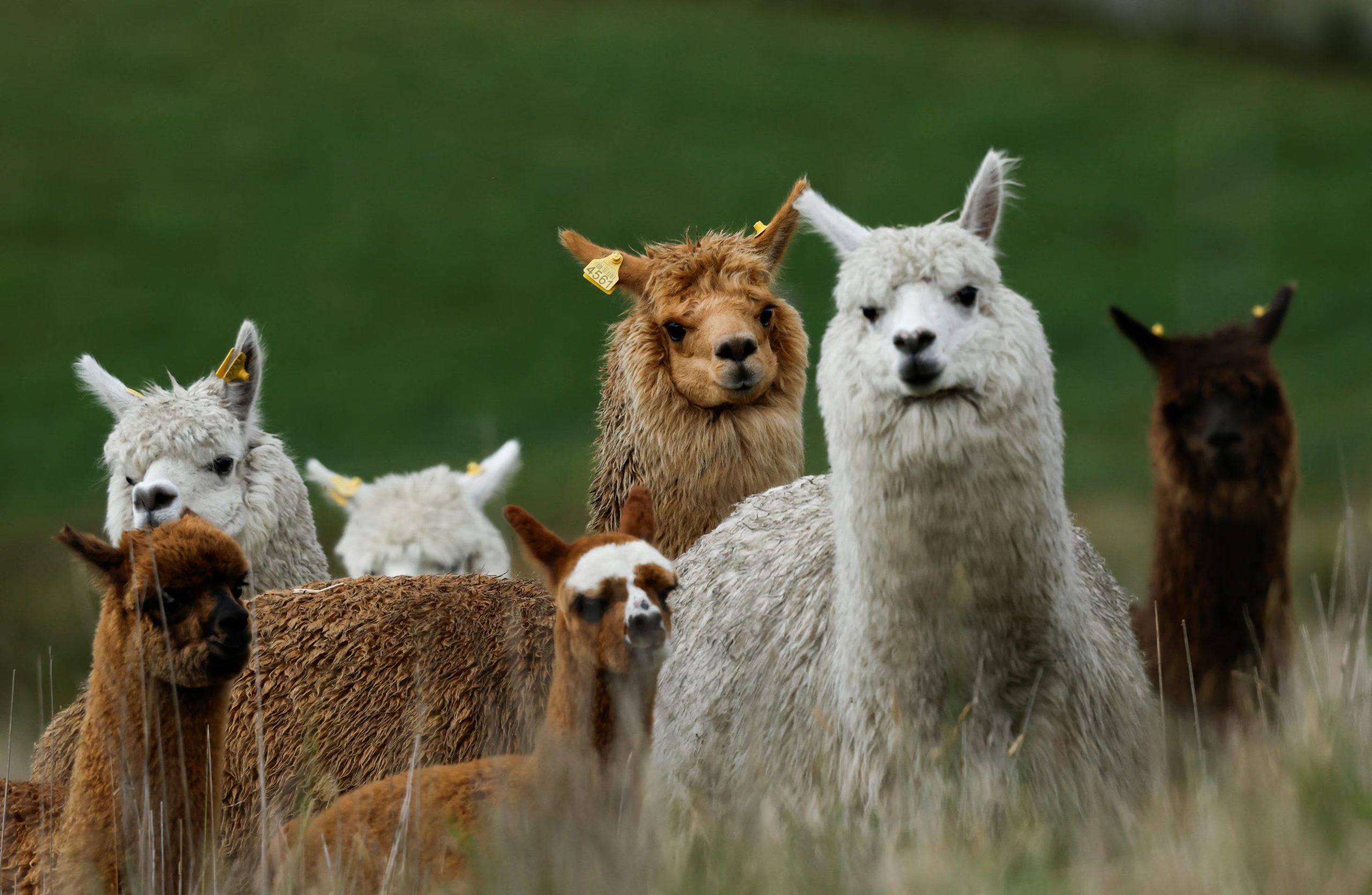 Perú, Bolivia, Chile y el norte de Argentina concentran la población mundial de alpacas, adaptadas a los climas áridos y fríos entre 3.500 y 5.000 metros de altitud (REUTERS/Daniel Becerril)