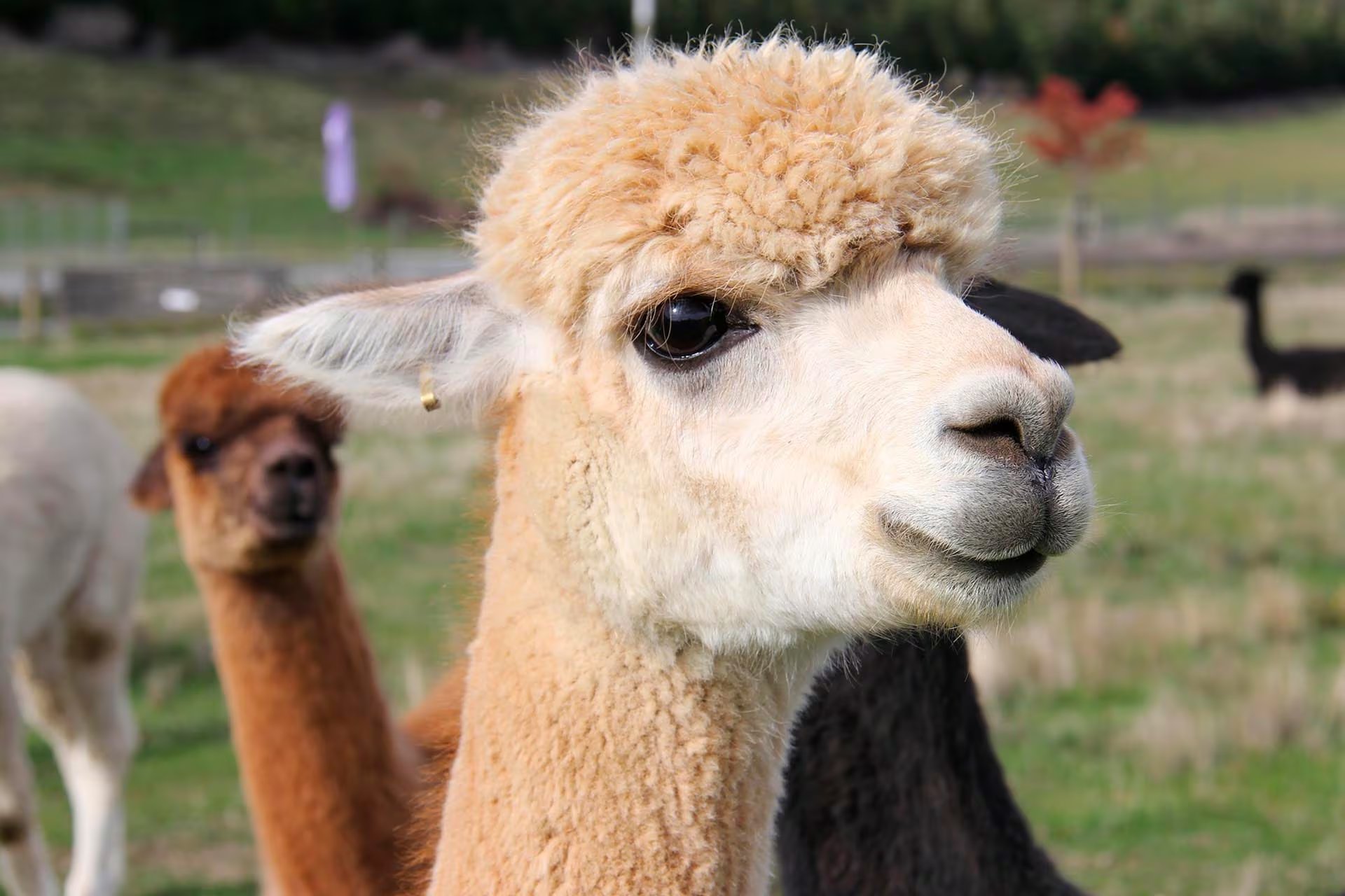 El ciclo de vida de la alpaca incluye una gestación de once meses y una madurez sexual alcanzada entre los doce y veinticuatro meses en hembras (Crédito: PxHere)