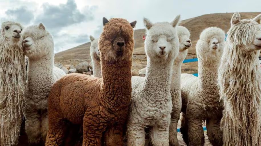 La exportación de lana de alpaca constituye una fuente clave de ingresos para el sector rural de los Andes, especialmente para las comunidades del Perú