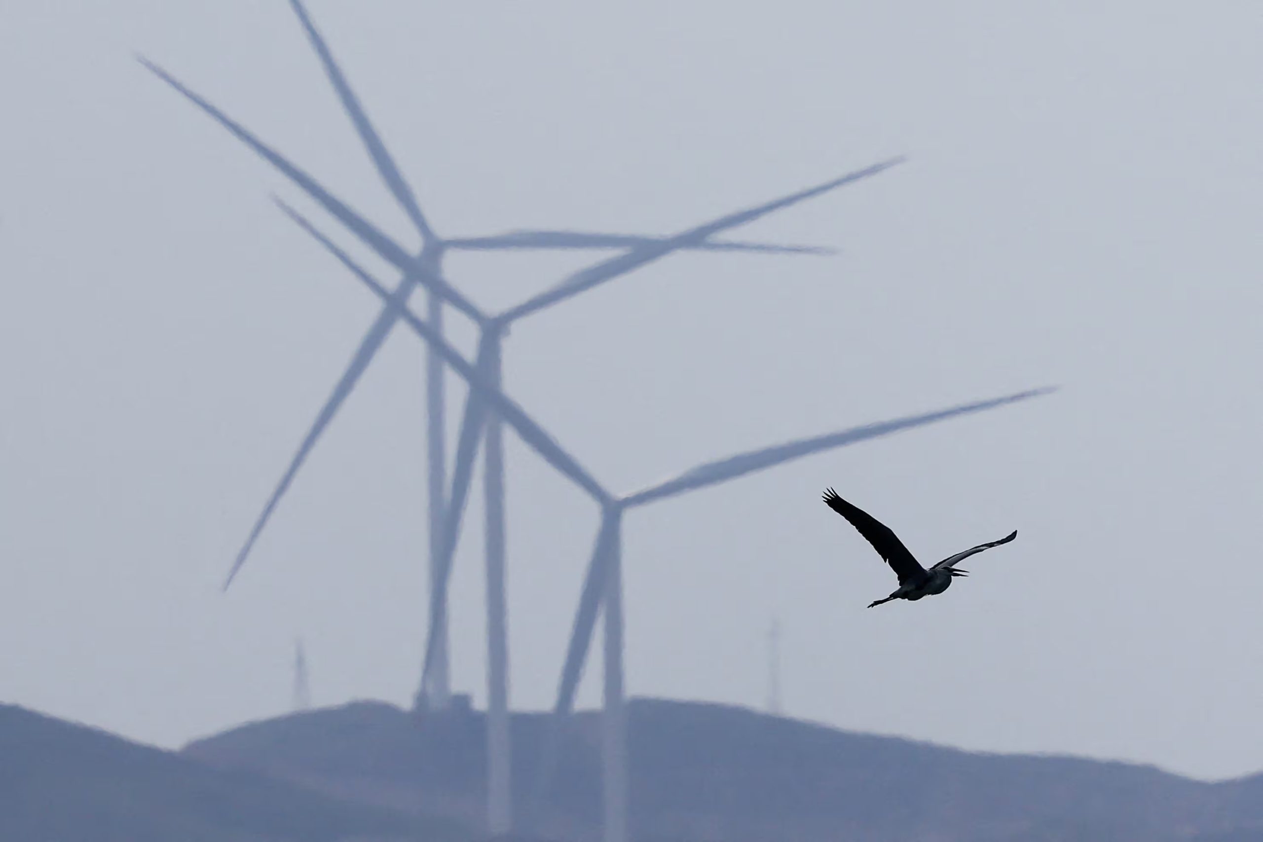Las aves suelen no detectar a tiempo las turbinas porque su visión no ha evolucionado para sortear objetos grandes y móviles como aerogeneradores - REUTERS/Maxim Shemetov