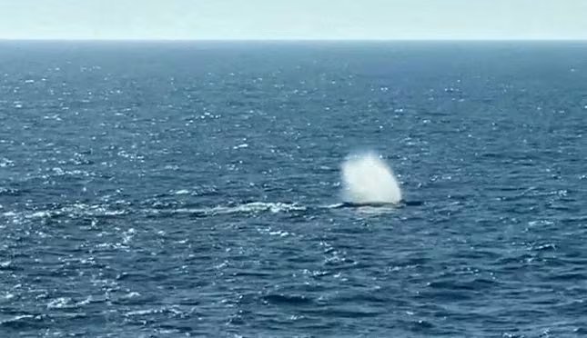 Una intervención de equipos especializados fue necesaria después de que un mamífero marino apareciera sin vida en una playa, evidenciando los desafíos y riesgos - via REUTERS 