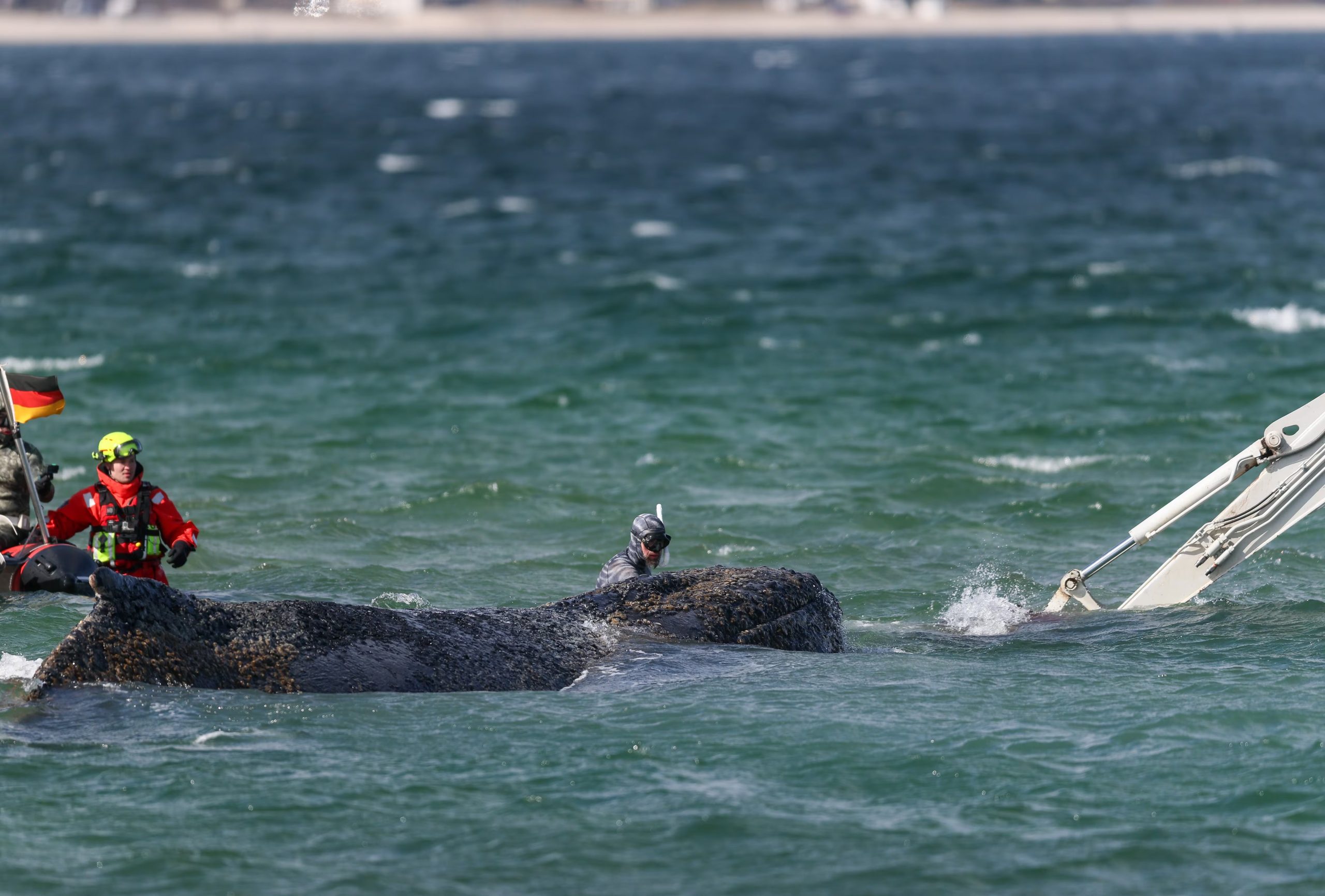 Las autoridades y expertos recomiendan procedimientos estrictos y equipamiento adecuado para afrontar la descomposición de animales marinos - EFE/EPA/SELIM SUNDHEIMER
