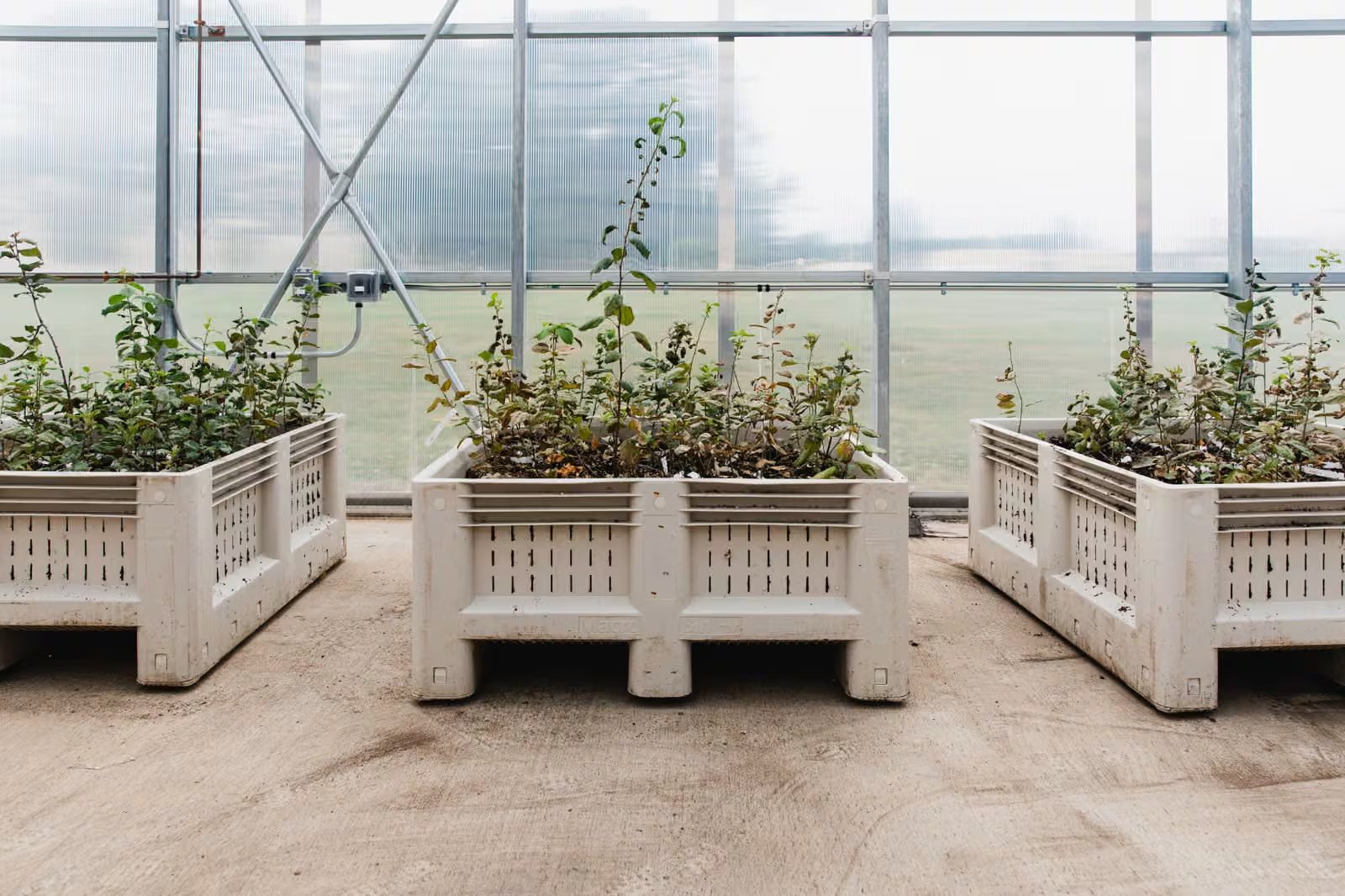 Las alteraciones térmicas y la variabilidad de las estaciones afectan la viabilidad del cultivo, llevando a universidades y organismos públicos a crear portainjertos (Fotografía: Allison Usavage/Cortesía de la Universidad de Cornell.)