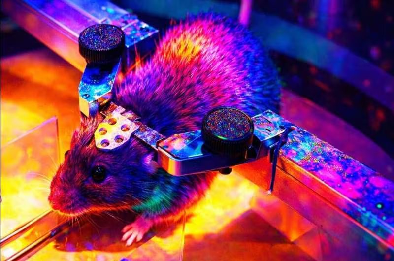 El hallazgo demuestra que el cerebro integra información mediante circuitos de retroalimentación que conectan múltiples zonas de manera simultánea (Créditos: The Grainger College of Engineering at the University of Illinois Urbana-Champaign)