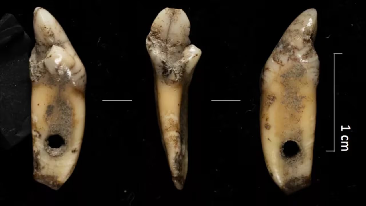 Uno de los hallazgos del yacimiento prehistórico de los Pirineos. (IPHES-CERCA)