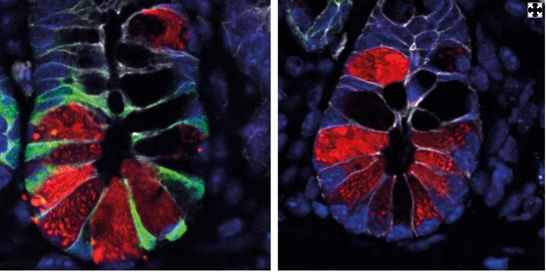 Al desactivar el inflamasoma en ratones, las células madre del intestino infectado por Salmonella conservaron su identidad. Normalmente, estas células se diferencian en células maduras que secretan lisozima