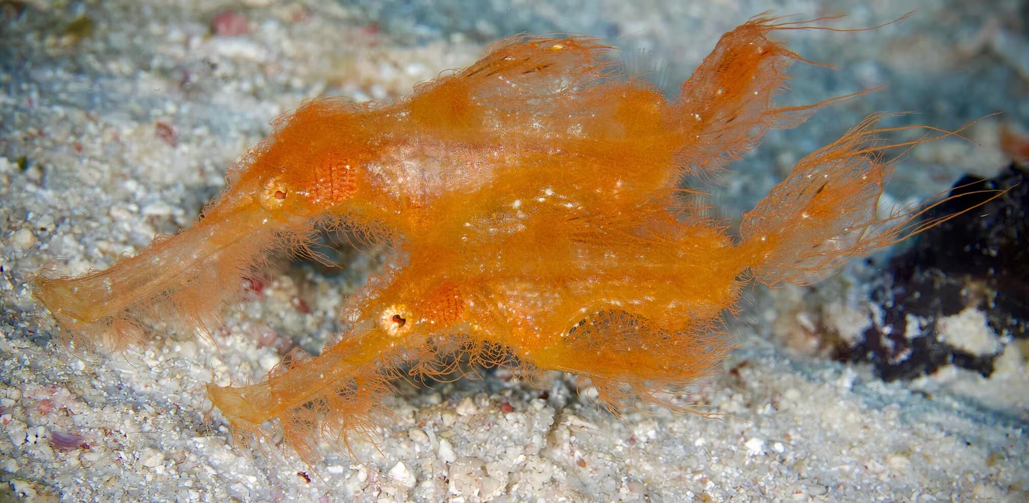 El color predominante de Solenostomus snuffleupagus es naranja o rojo, pero se registraron variantes púrpura y un caso aislado de un ejemplar verde (Chad Cipiti)