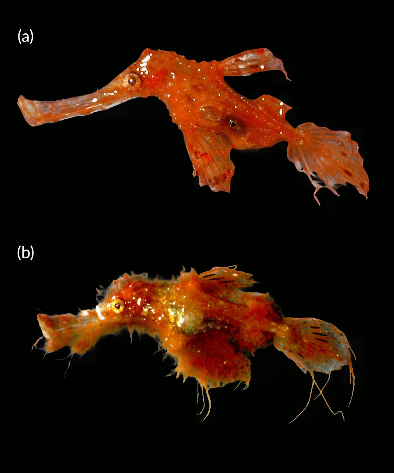 Ejemplares de Solenostomus snuffleupagus recién recolectados, una hembra y un macho (Short, G., & Harasti, D. (2026))