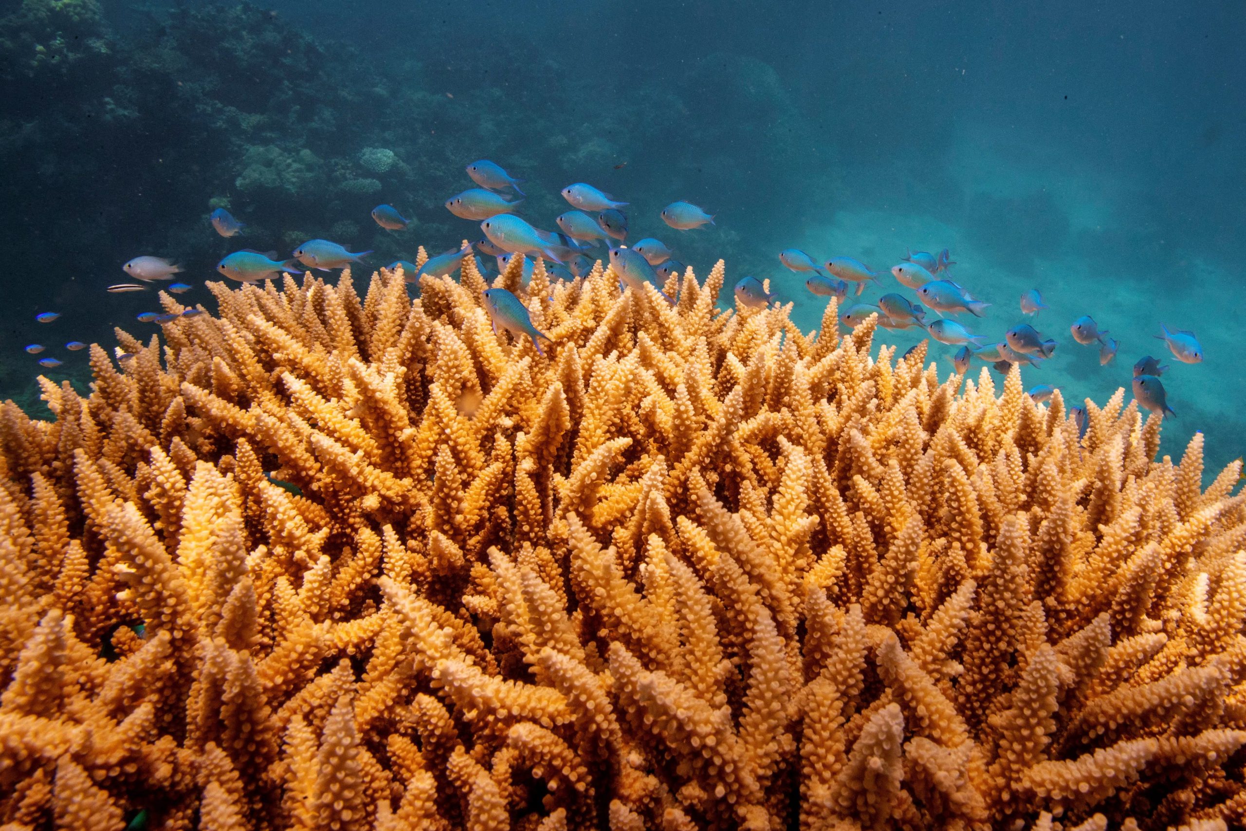 El reconocimiento oficial de Solenostomus snuffleupagus eleva a siete las especies conocidas de este grupo y muestra que aún hay animales desconocidos en el océano (REUTERS/Lucas Jackson)