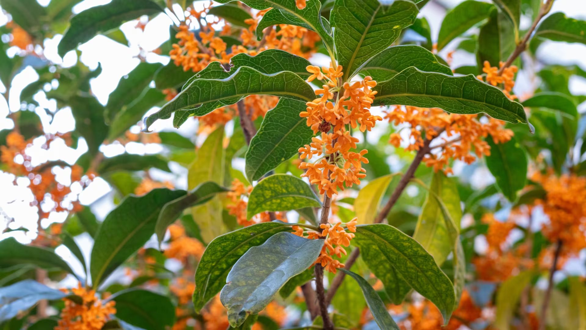 Una rama del osmanto, el árbol más perfumado del mundo (Canva)