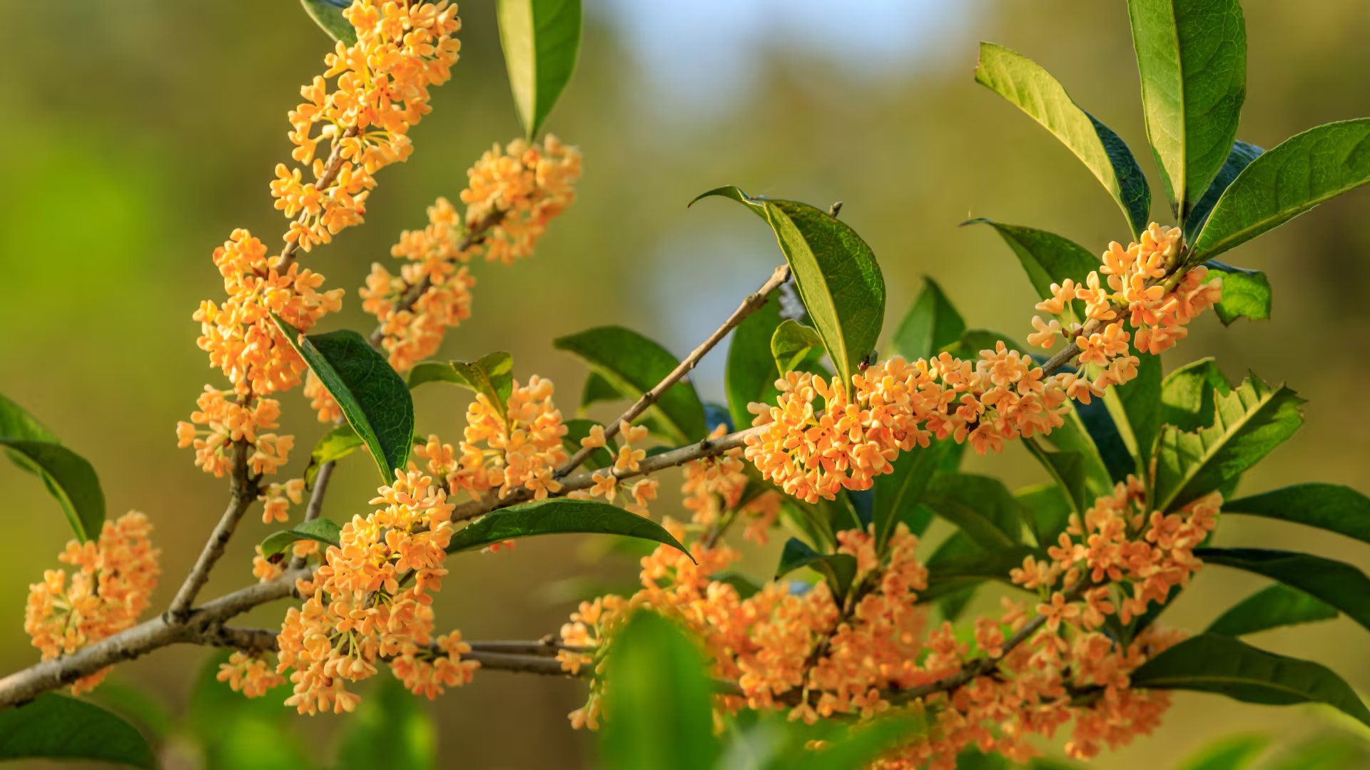 Un primer plano de una rama con flores de osmanto, el árbol más perfumado del mundo (Canva)