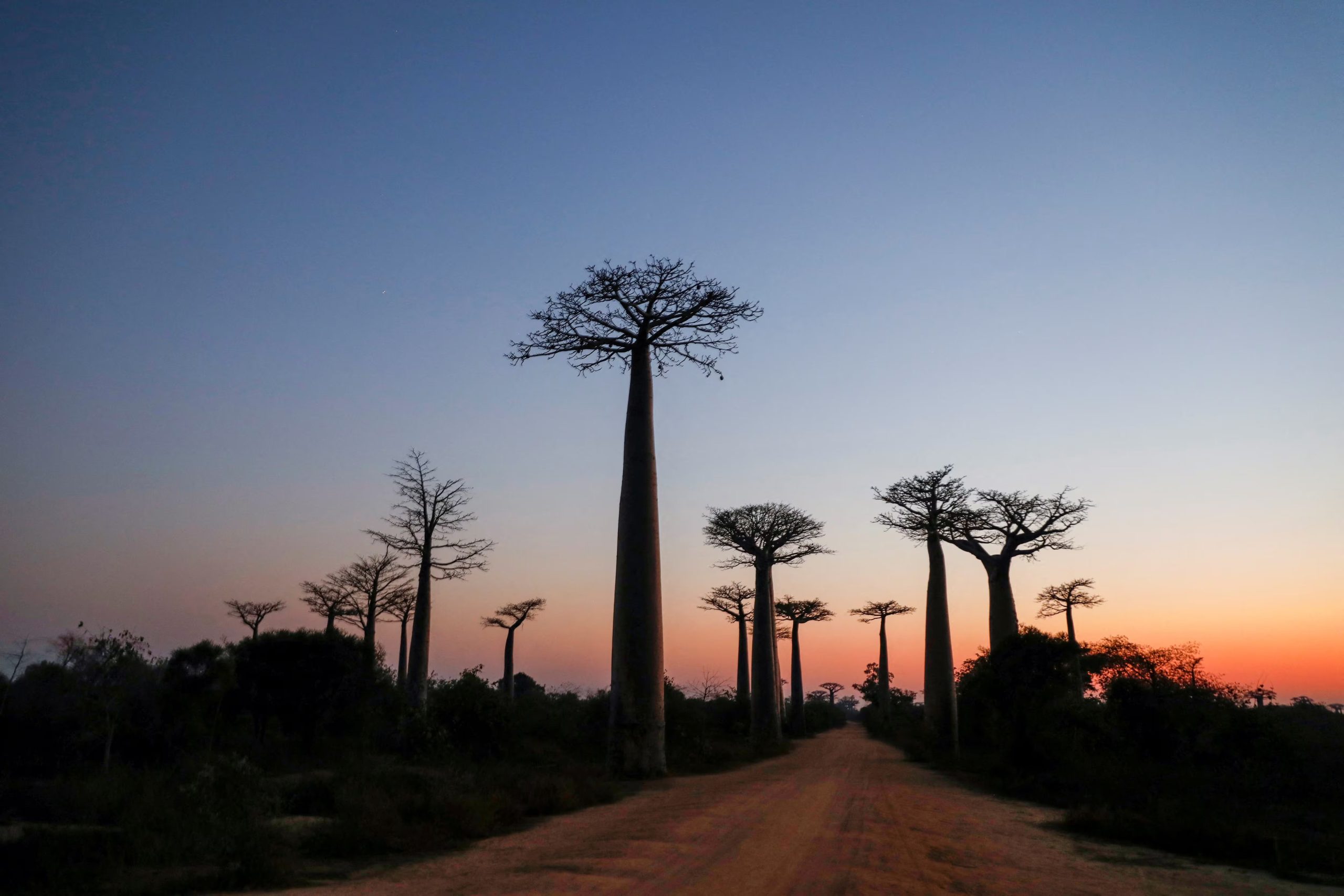 Los entornos cercanos a los baobabs forman parte del hábitat natural del aye-aye, una de las especies más particulares de Madagascar (REUTERS)