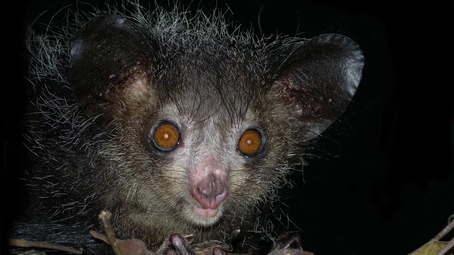El aye-aye presenta un sistema auditivo altamente especializado y orejas grandes que le permiten detectar variaciones acústicas mínimas en su entorno (Wikimedia)