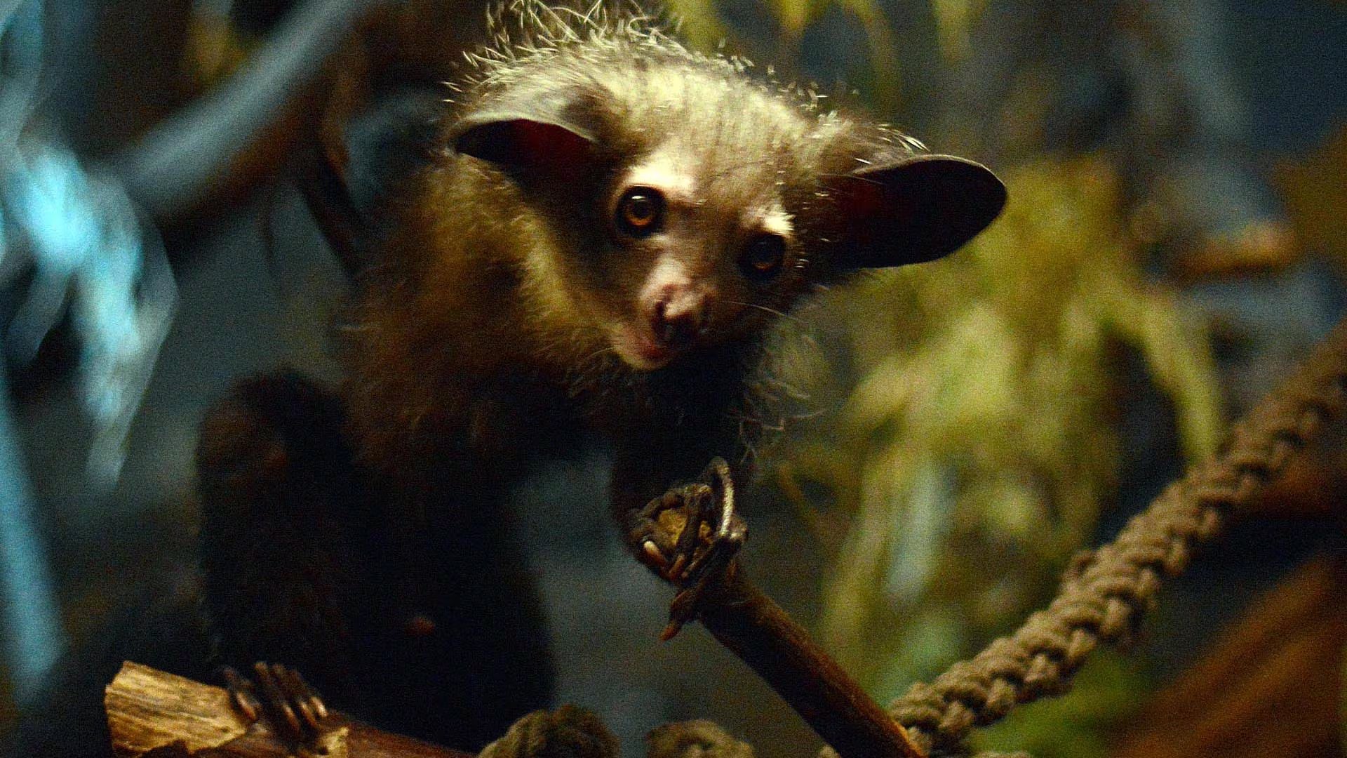 Esta especie se encuentra en peligro de extinción, lo que dificulta su estudio y pone en riesgo la conservación de uno de los primates más singulares del mundo (Flickr)