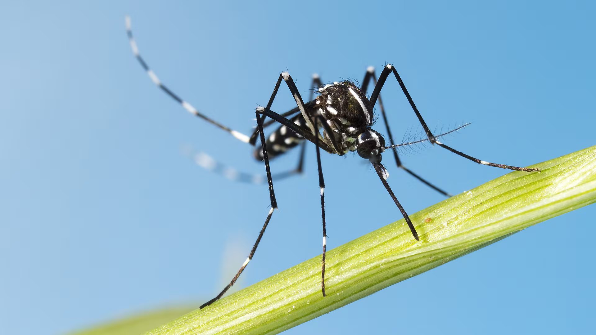 Mosquito tigre (Shutterstock)