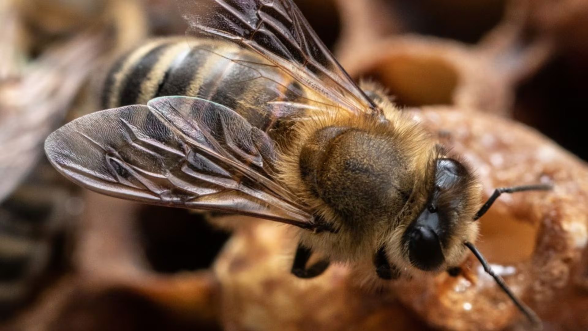 El comportamiento alimenticio de las abejas varia según el tipo de obrera y la estación del año
