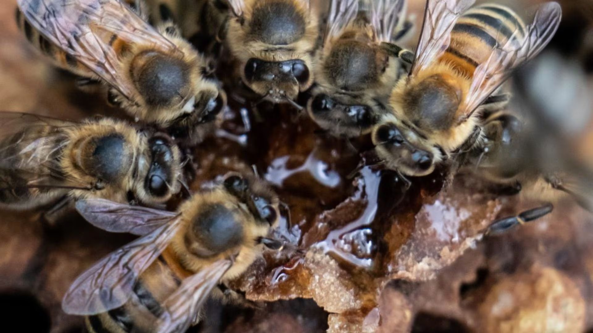 El experimento del USDA-ARS demostró que las abejas reconocen la presencia de virus y adaptan su consumo según el contexto