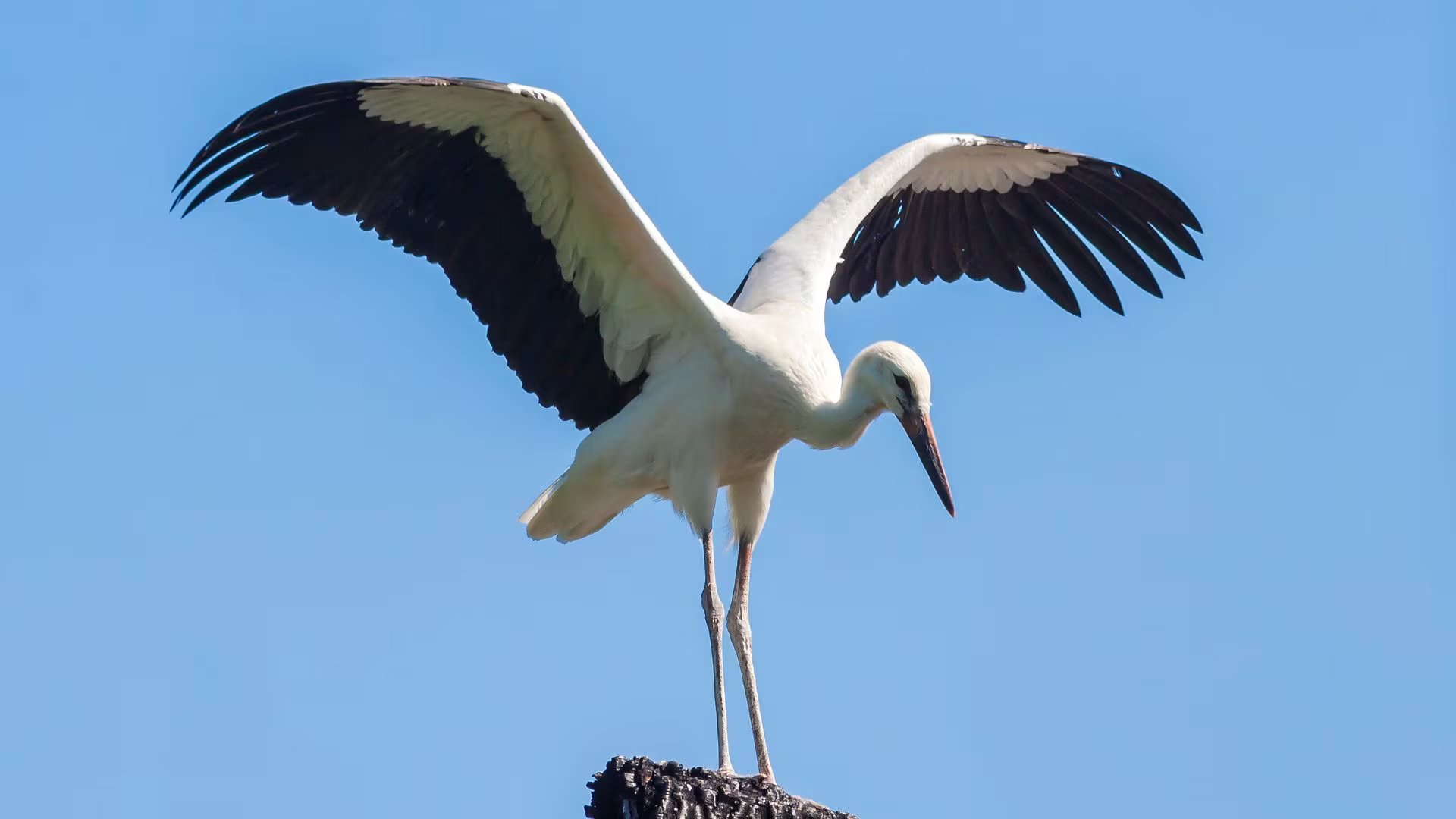 Una cigüeña en su nido (Canva)