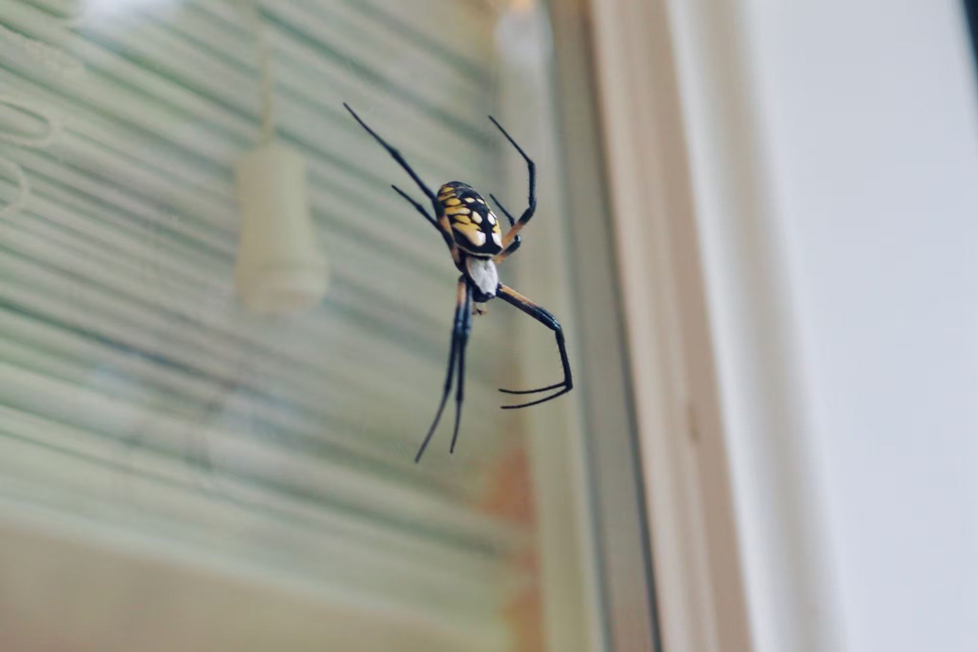 Una araña cerca de la ventana. (Freepik)