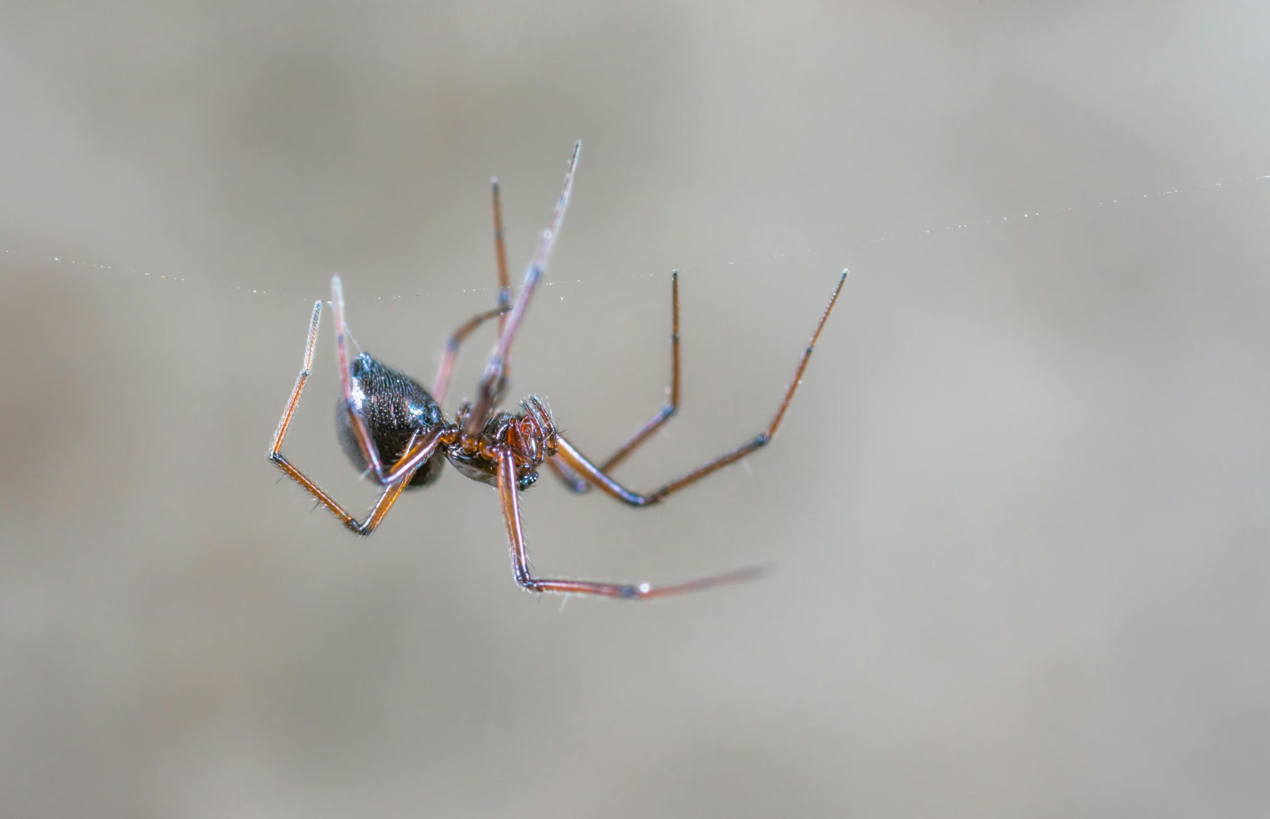Una araña en casa. (Pexels)