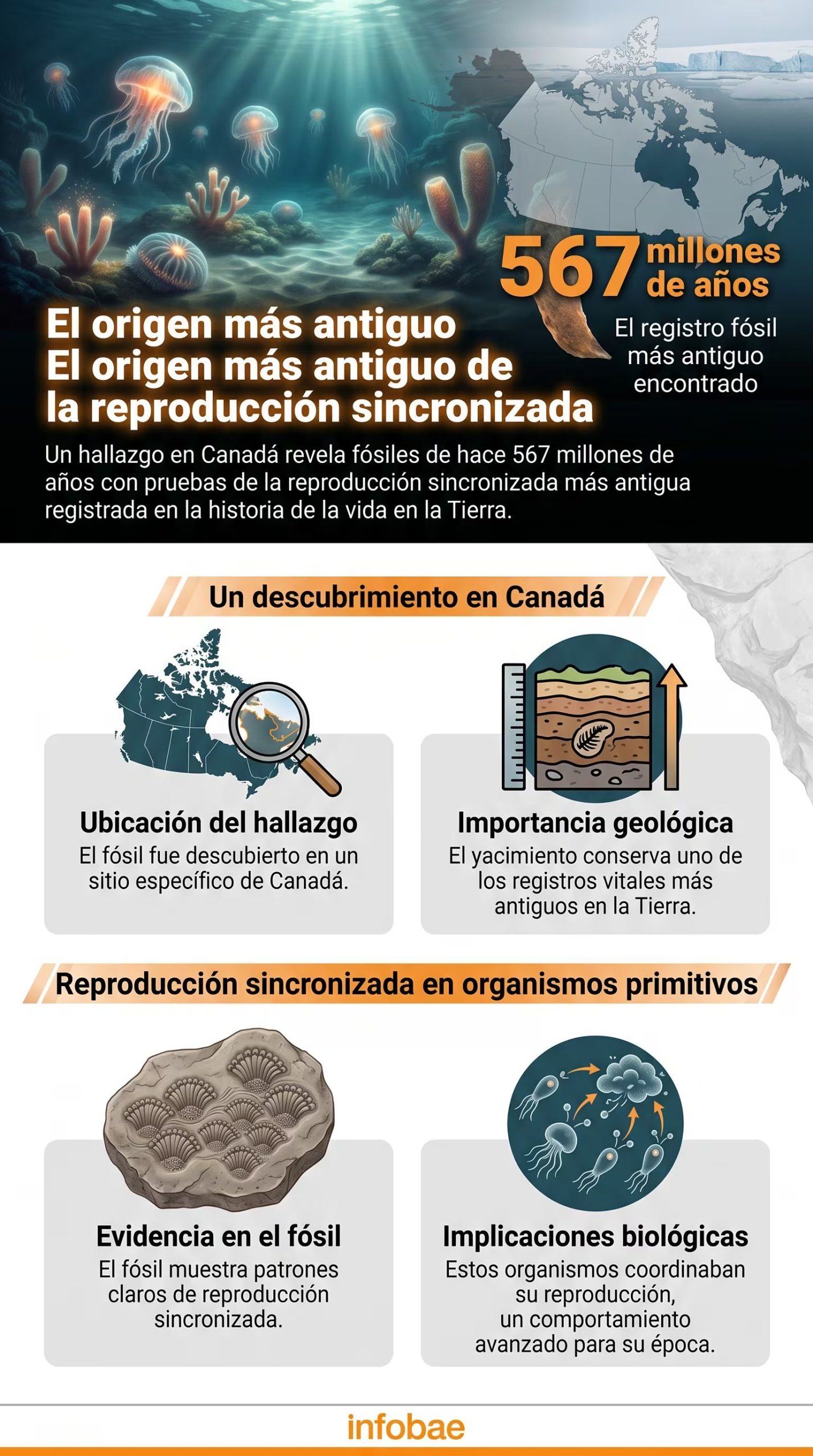 El hallazgo de fósiles de 567 millones de años en Canadá brinda la evidencia más antigua de reproducción sexual sincronizada en animales (Imagen Ilustrativa Infobae)