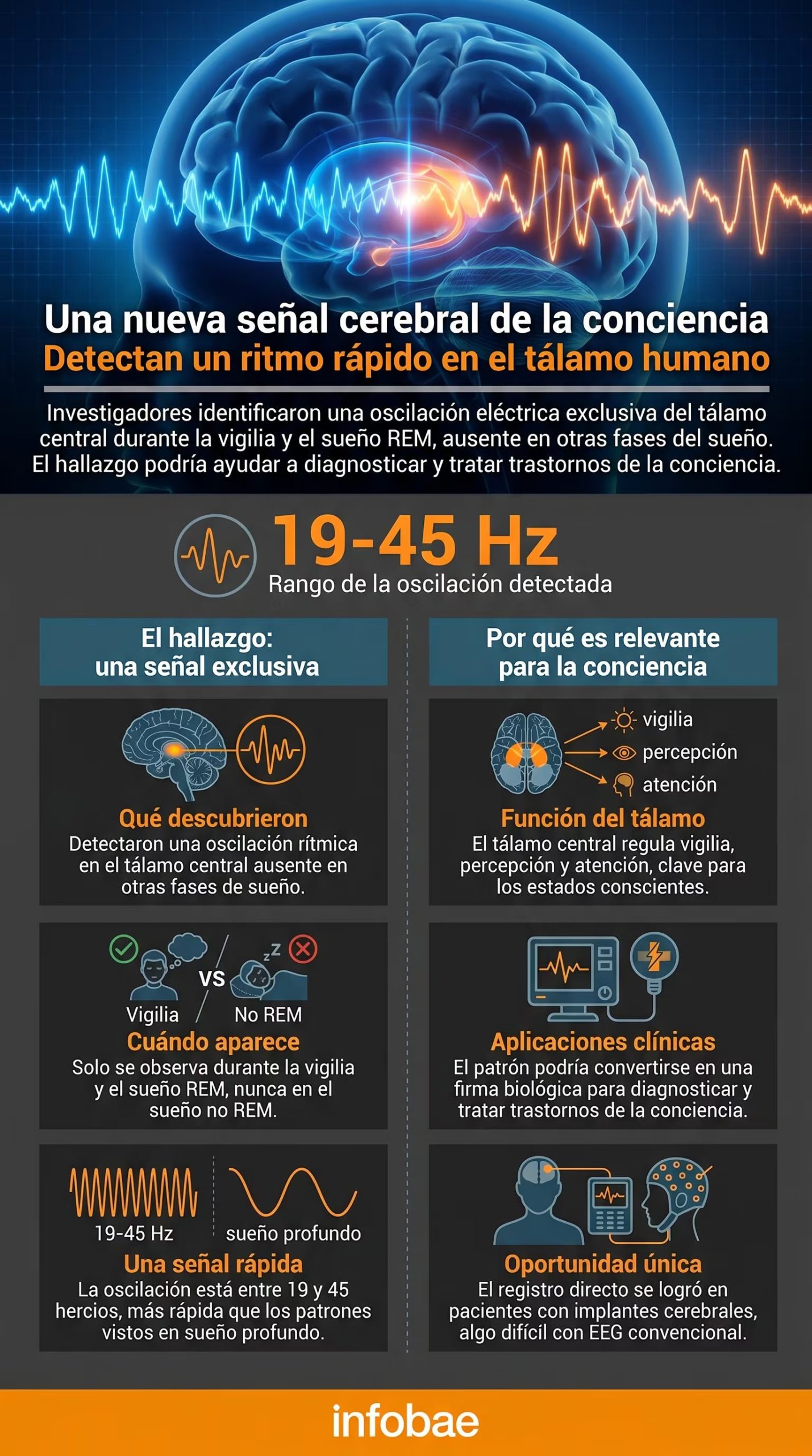 Esta infografía detalla cómo investigadores de la LMU descubrieron una oscilación eléctrica rápida en el tálamo central humano, presente solo en vigilia y sueño REM, que podría ser una firma biológica de la conciencia y mejorar terapias neurológicas (Imagen Ilustrativa Infobae)