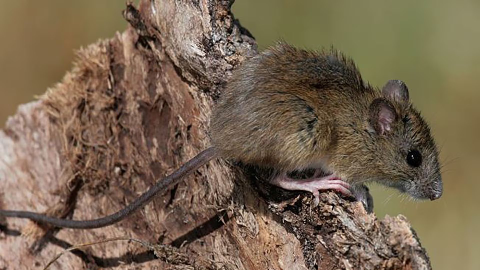 La transmisión del hantavirus ocurre principalmente por la inhalación de partículas de excretas de ratones, y rara vez entre personas en espacios cerrados.