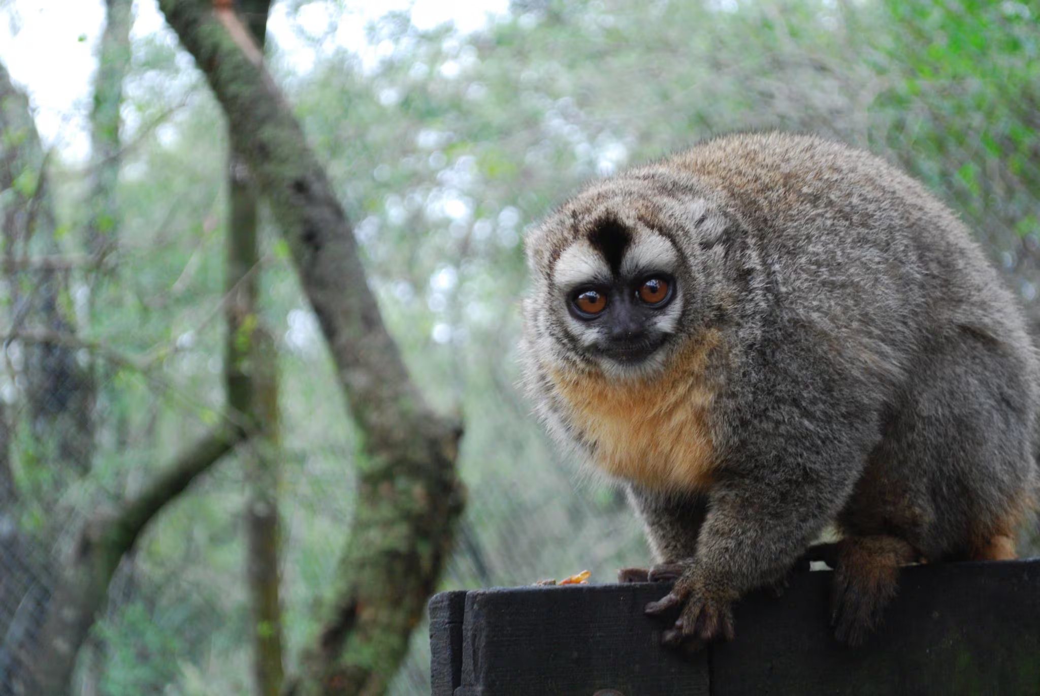La investigación de la Universidad de Yale y la Argentina vincula el calentamiento global con un aumento de peso en primates no humanos silvestres por primera vez./Fundación Eco Formosa